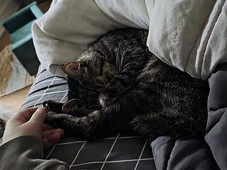 Enlarge DB, a Adoptable Domestic Short Hair in Ridgway, CO image 3/5