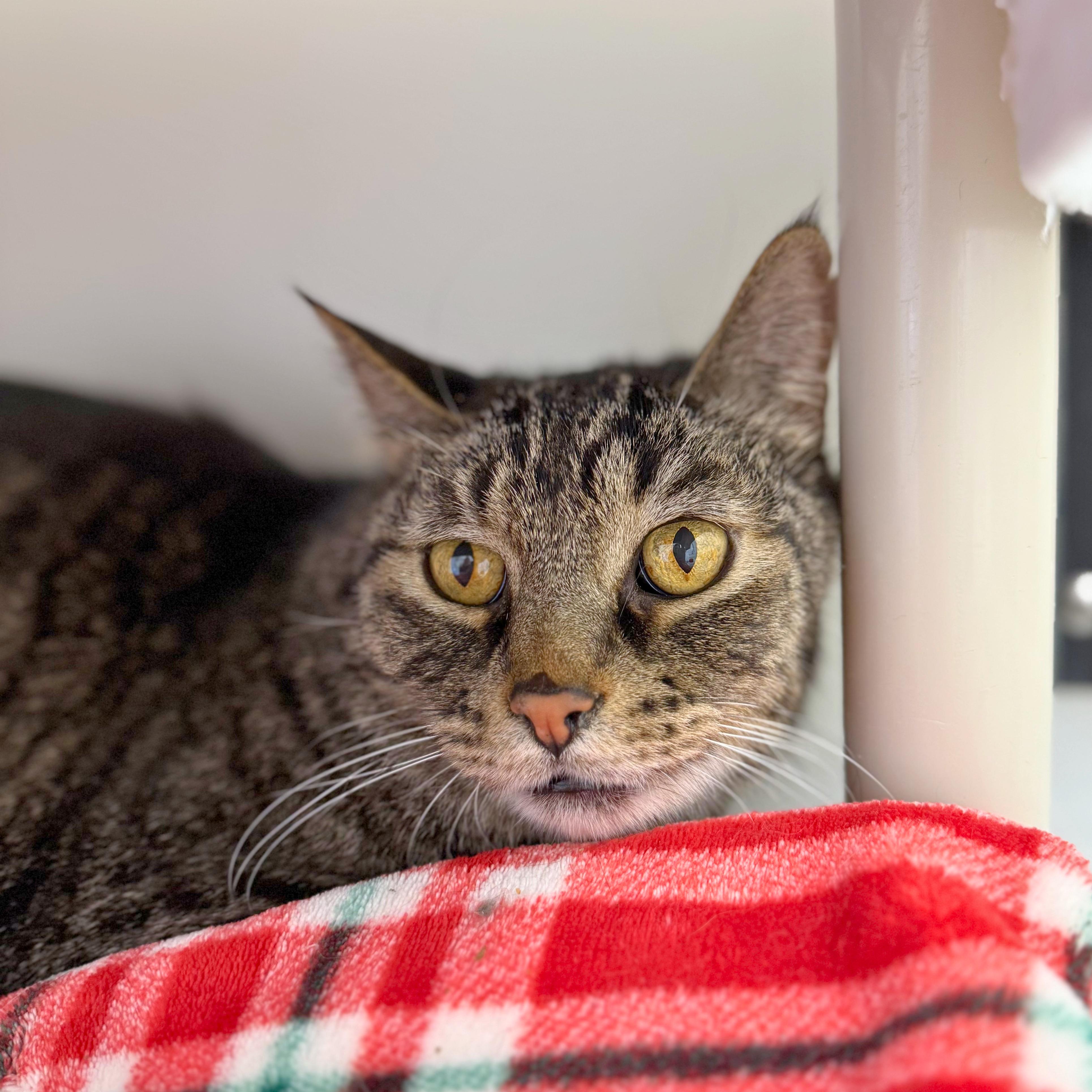 Enlarge Larry, a Adoptable Domestic Short Hair in Ridgway, CO image 2/3