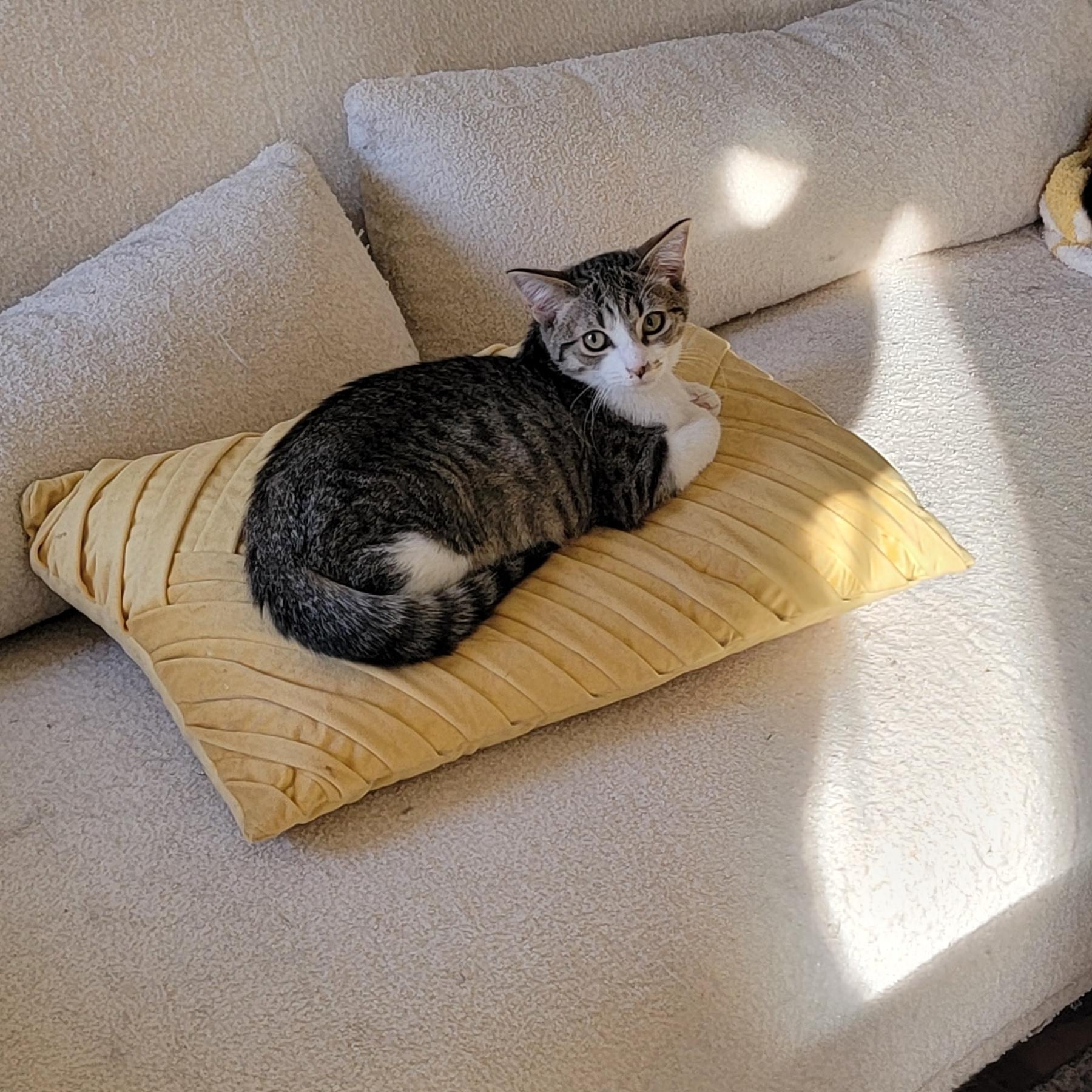 Jennifer Rose, a Adoptable Domestic Short Hair in Wyandotte, MI image 5/6