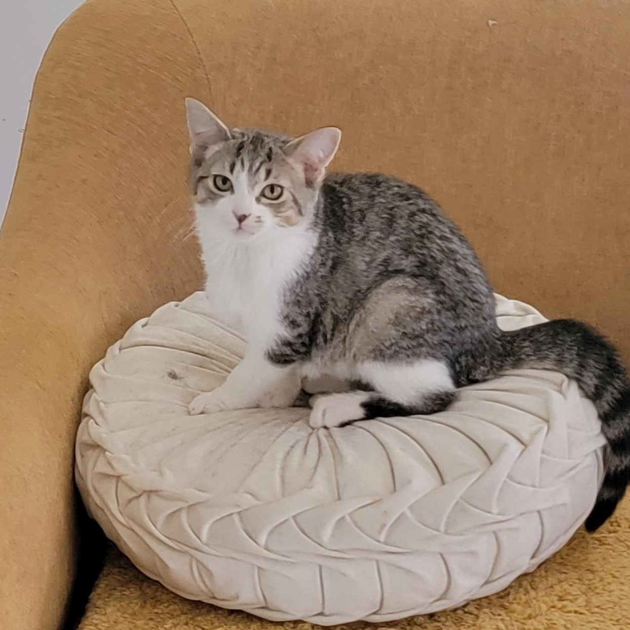 Jennifer Rose, a Adoptable Domestic Short Hair in Wyandotte, MI image 4/6