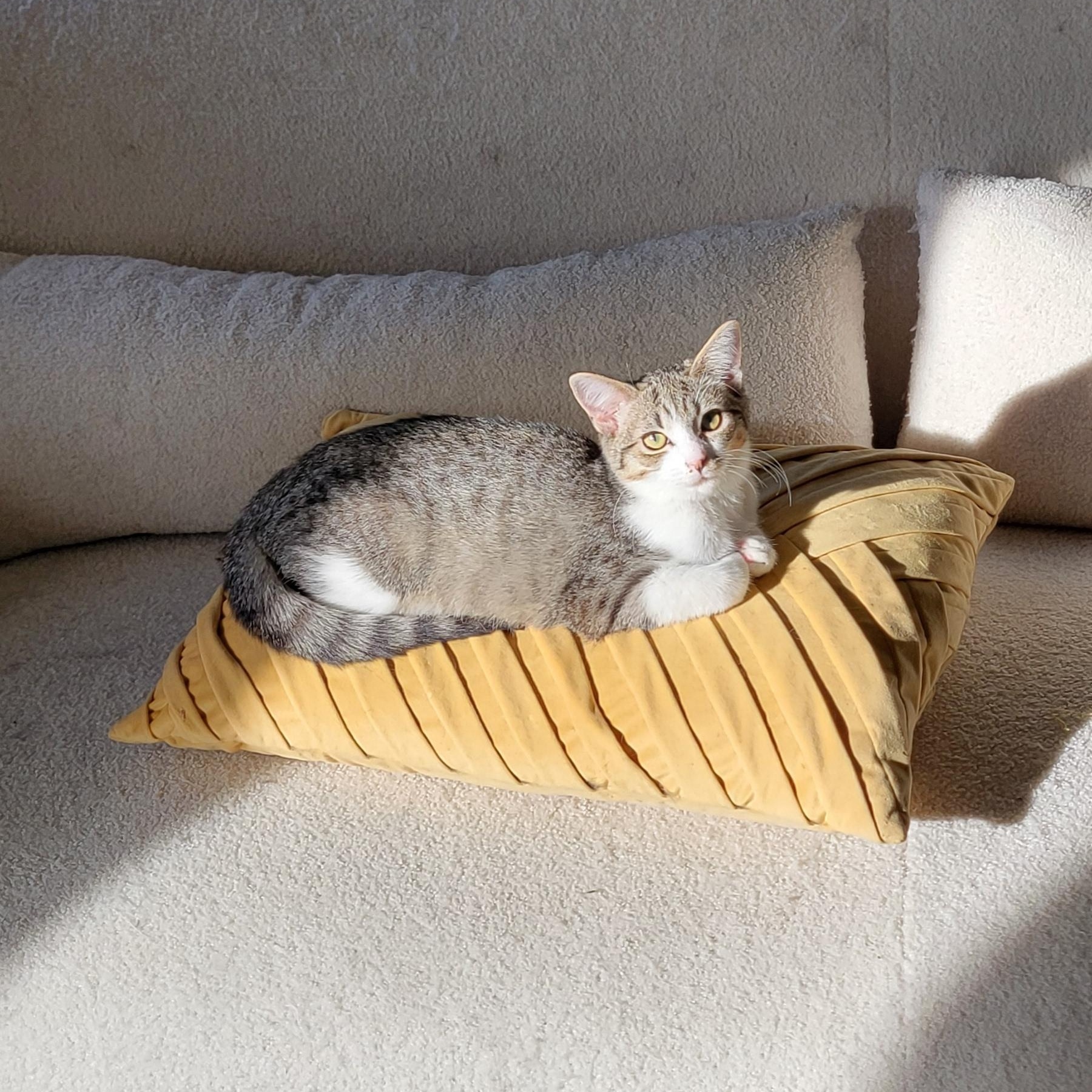 Jennifer Rose, a Adoptable Domestic Short Hair in Wyandotte, MI image 1/6