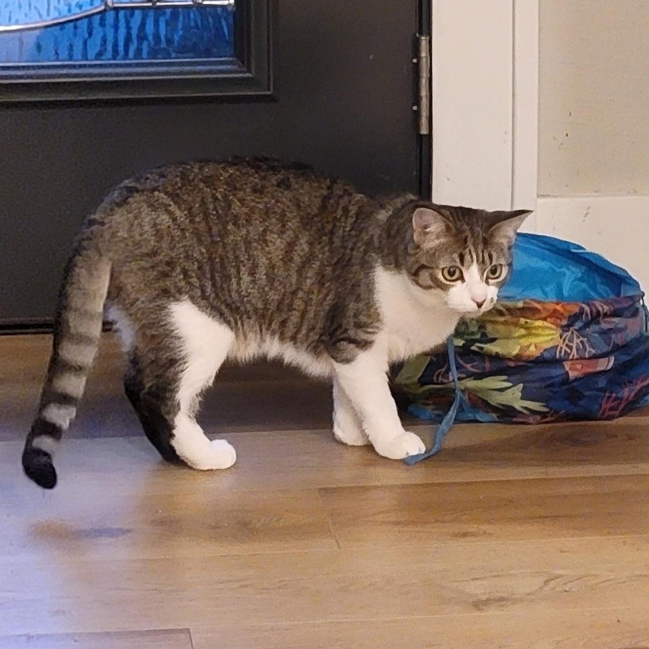 Enlarge Jennifer Rose, an adoptable Domestic Short Hair in Wyandotte, MI image 6/6