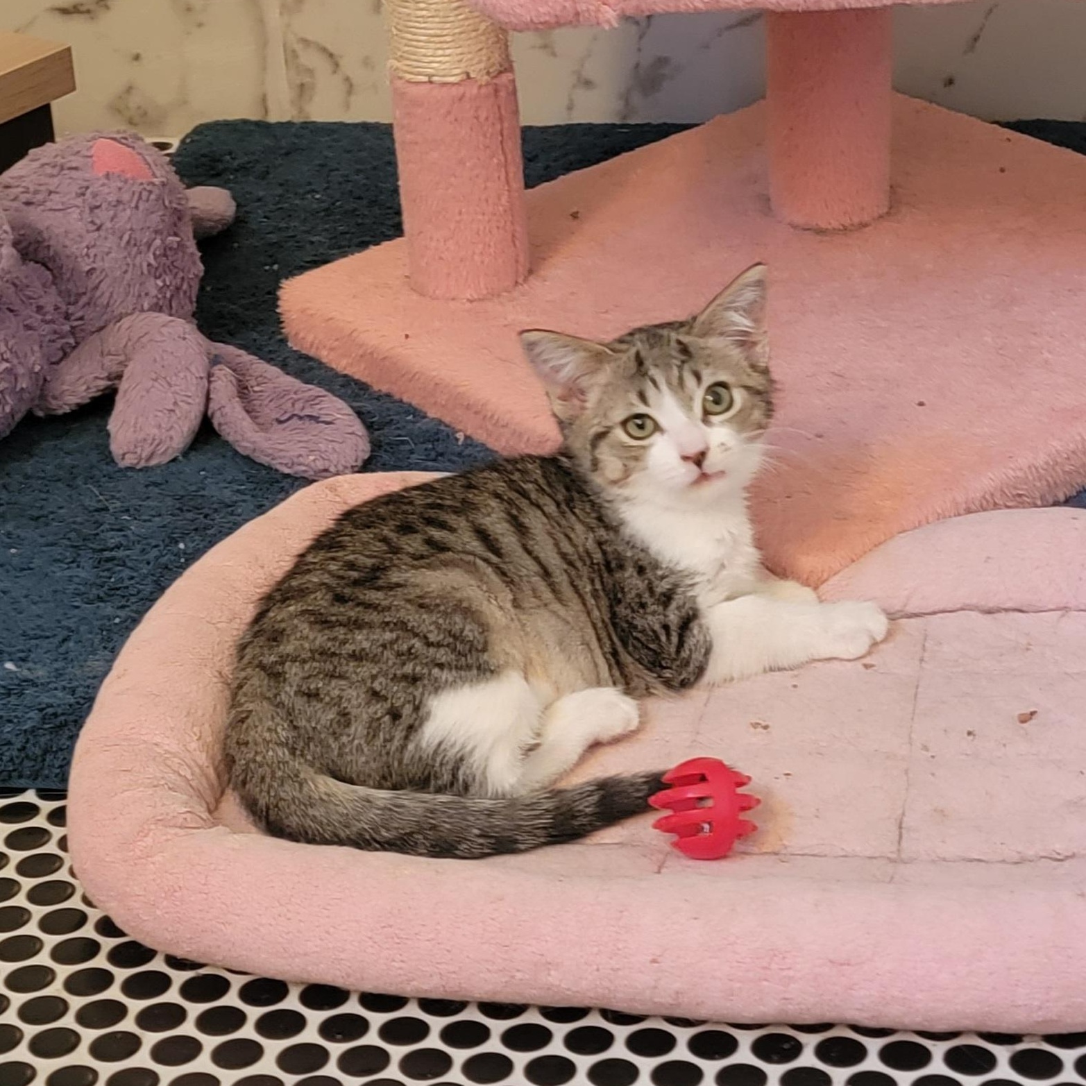 Jennifer Rose, a Adoptable Domestic Short Hair in Wyandotte, MI image 2/6