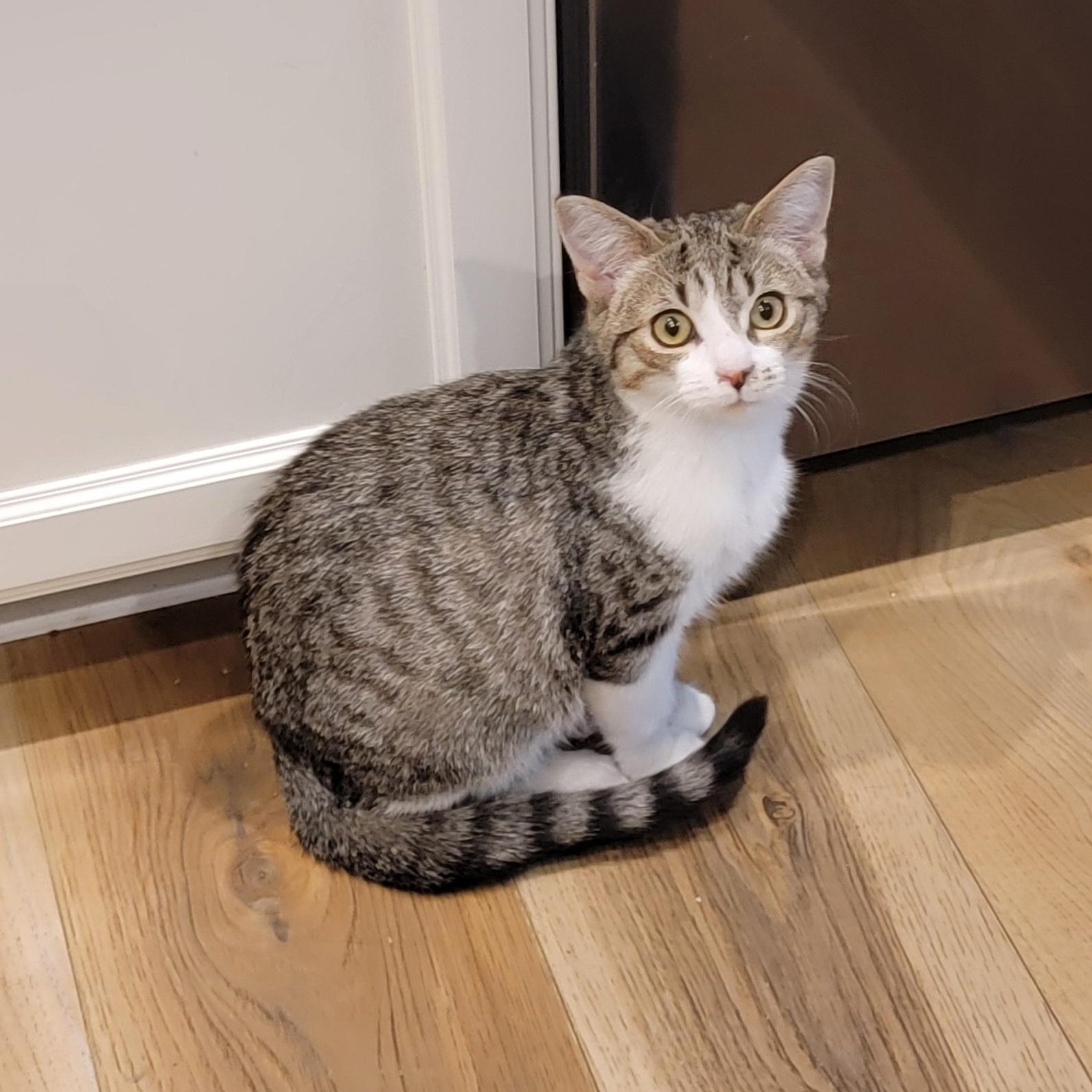 Jennifer Rose, a Adoptable Domestic Short Hair in Wyandotte, MI image 3/6