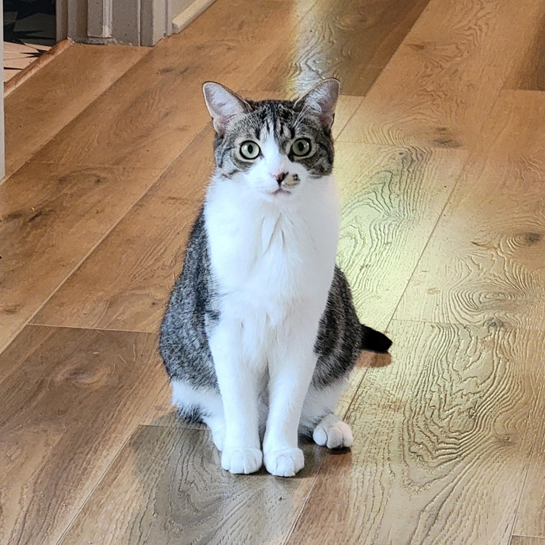 Jennifer Rose, adoptable, Young Female Domestic Short Hair.