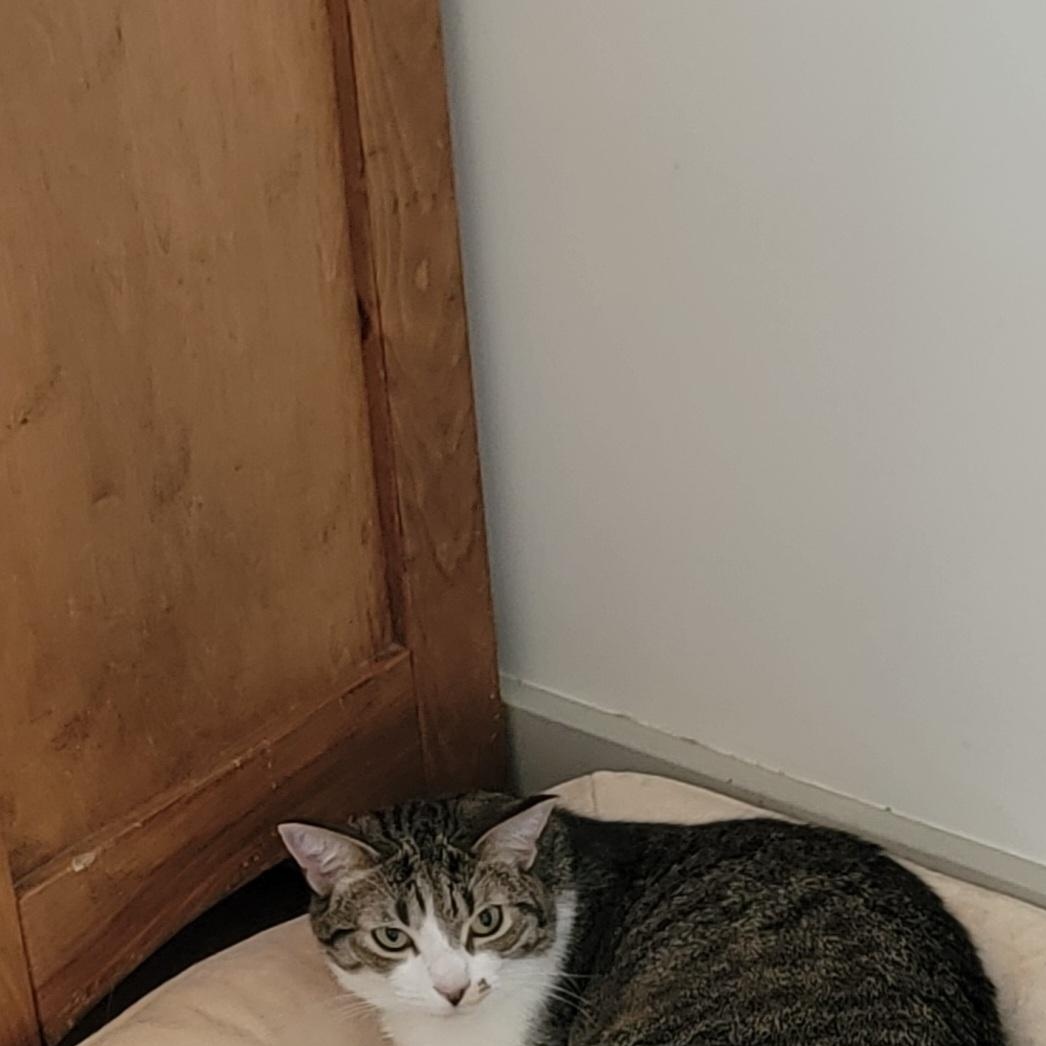 Jennifer Rose, an adoptable Domestic Short Hair in Wyandotte, MI image 5/6
