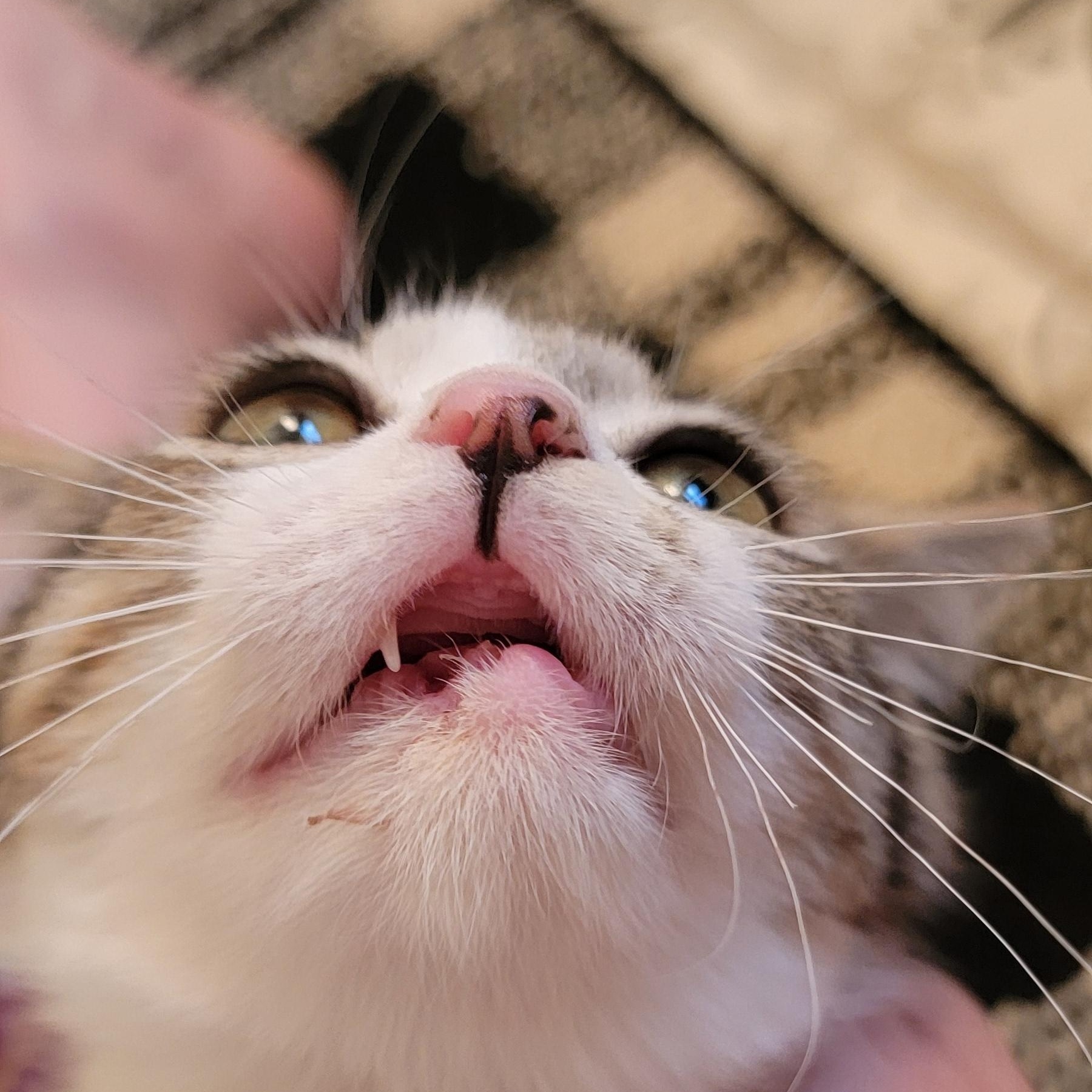 Jennifer Rose, a Adoptable Domestic Short Hair in Wyandotte, MI image 6/6