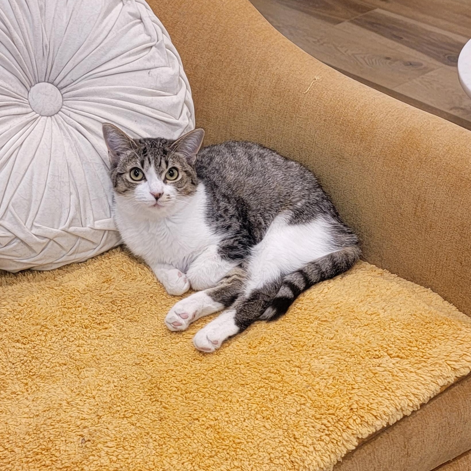 Jennifer Rose, a Adoptable Domestic Short Hair in Wyandotte, MI image 6/6