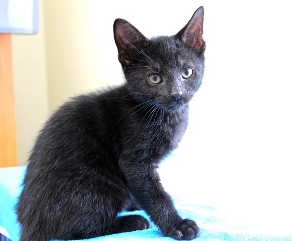 Sharpie, adopted, Kitten Male Domestic Short Hair.