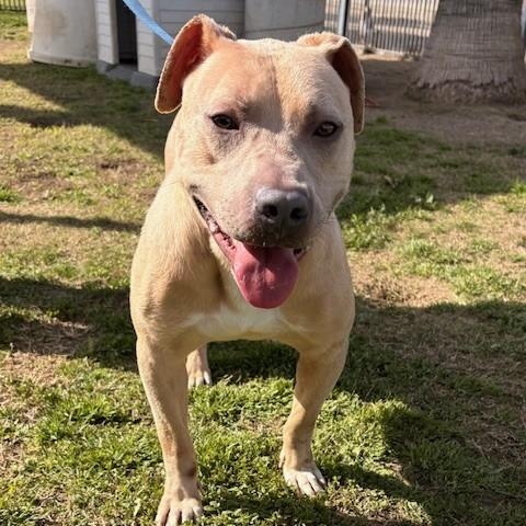 Enlarge MONARCH, an adopted American Staffordshire Terrier in Delano, CA image 5/6