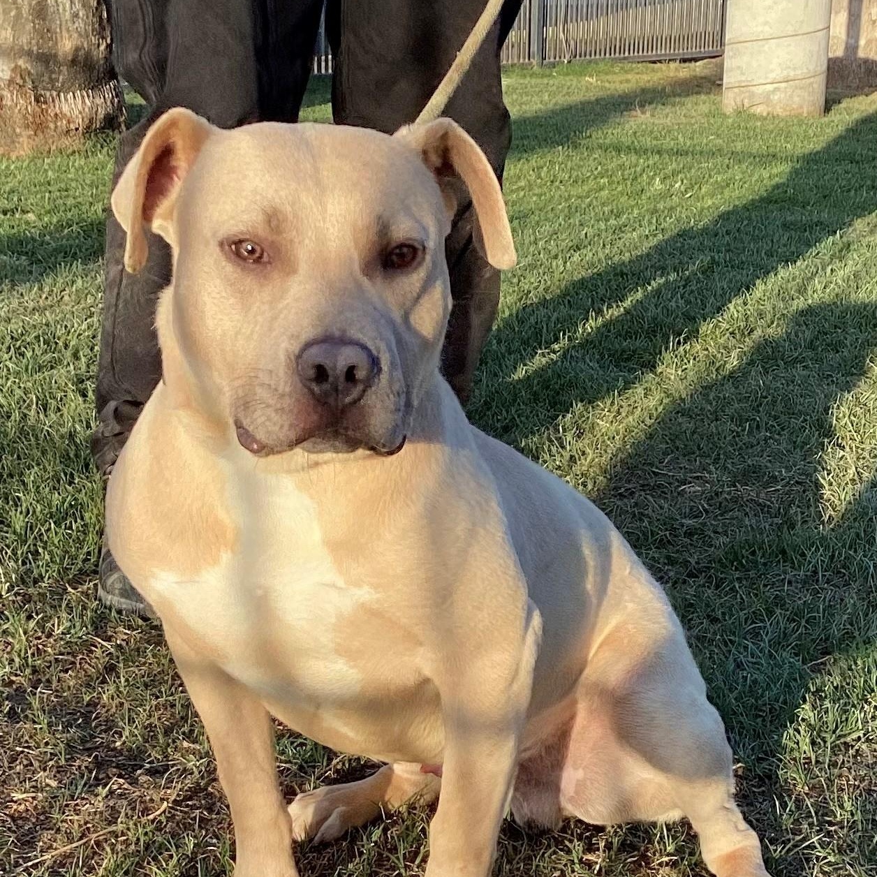 Enlarge MONARCH, an adopted American Staffordshire Terrier in Delano, CA image 2/6