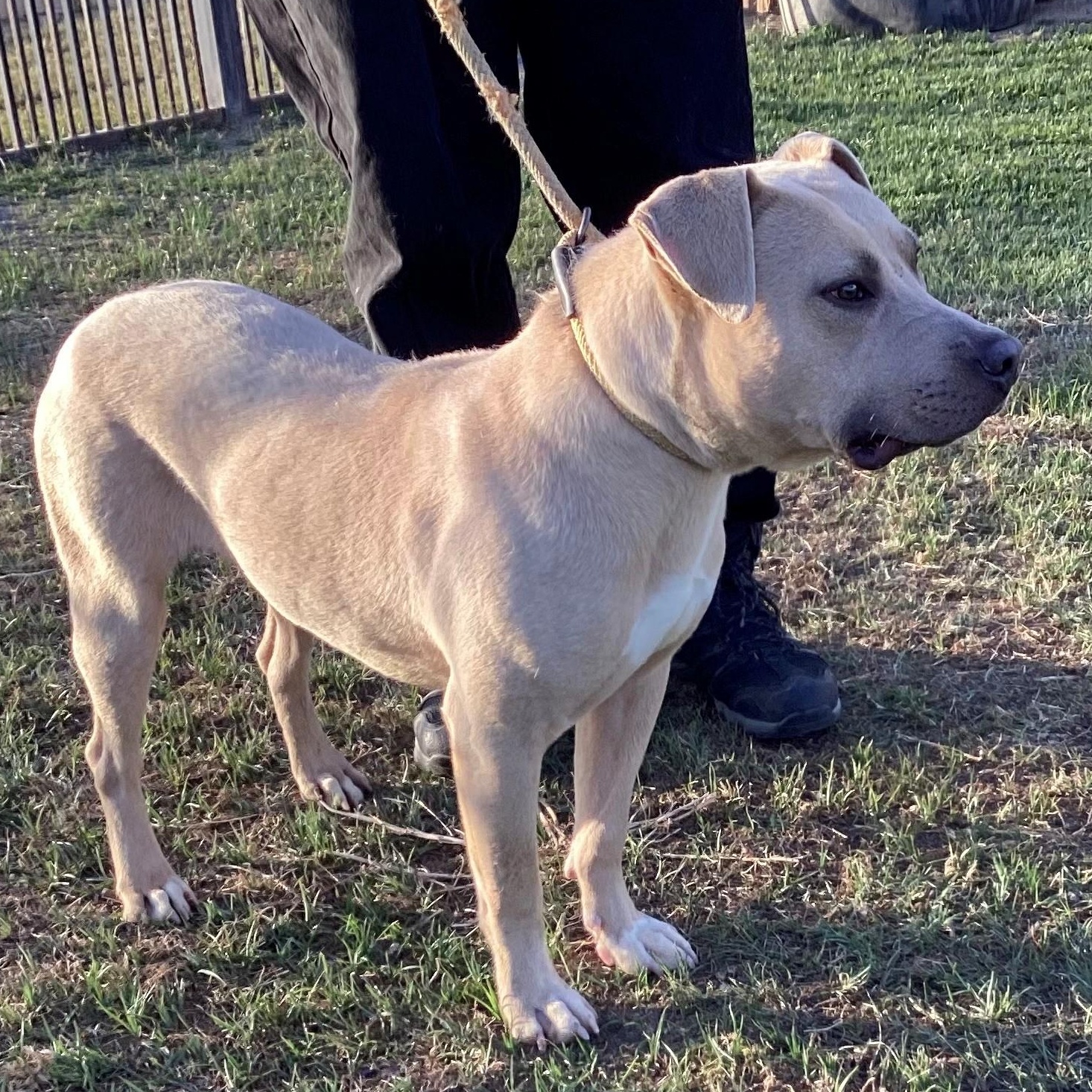 Enlarge MONARCH, an adopted American Staffordshire Terrier in Delano, CA image 3/6