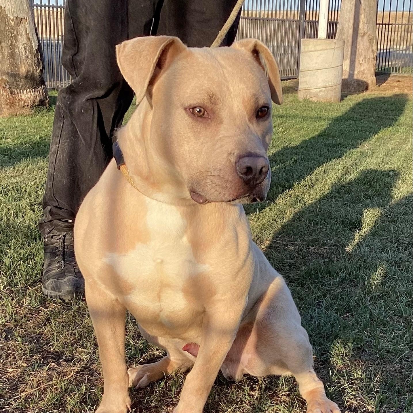 Enlarge MONARCH, an adopted American Staffordshire Terrier in Delano, CA image 4/6