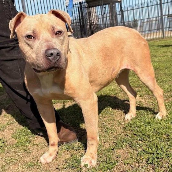 MONARCH, adoptable, Young Male American Staffordshire Terrier.