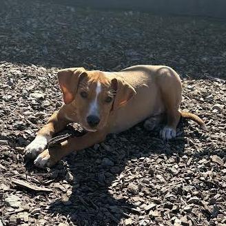 Enlarge JJ, a Adoptable mixed breed in Wappingers Falls, NY image 1/3