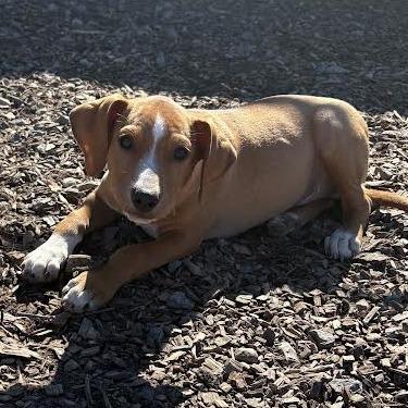 Enlarge JJ, a Adoptable mixed breed in Wappingers Falls, NY image 3/3