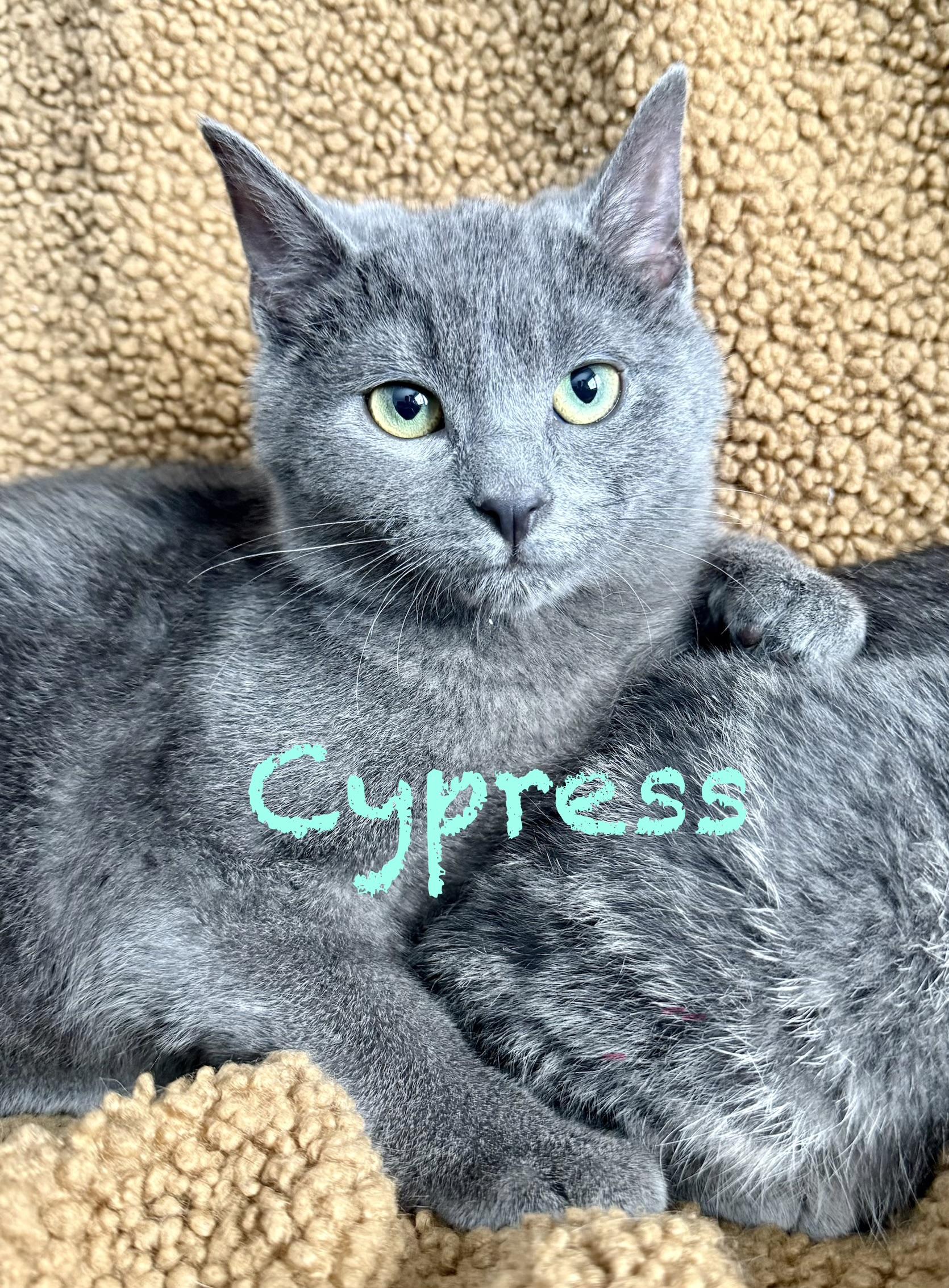Cypress , ADOPTABLE, Kitten Male Domestic Short Hair.
