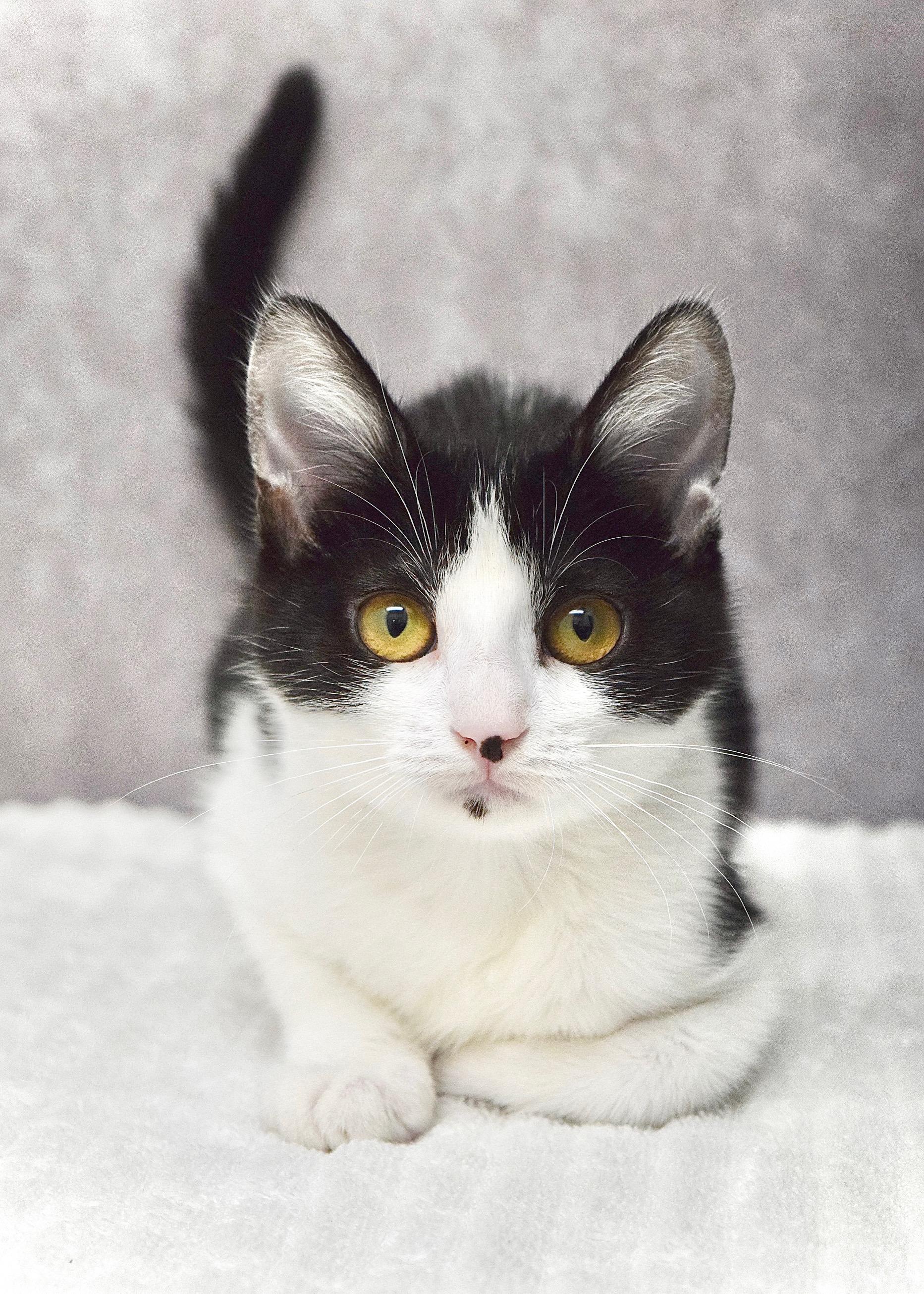 Liberty, ADOPTABLE, Kitten Female Domestic Short Hair.