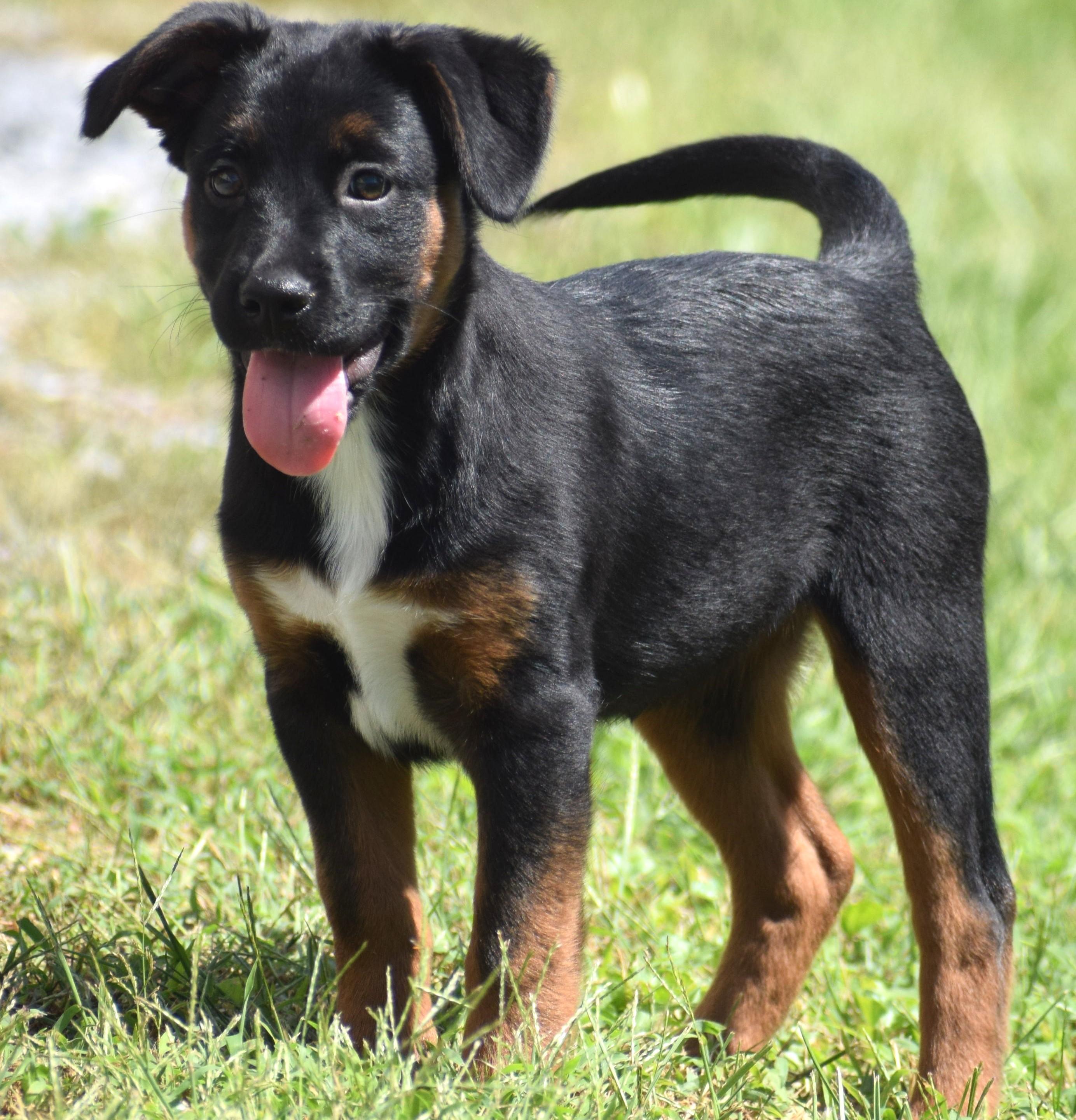Enlarge Lenka-Available www.lhar.dog to apply, a Adoptable mixed breed in Frederick, MD image 3/6