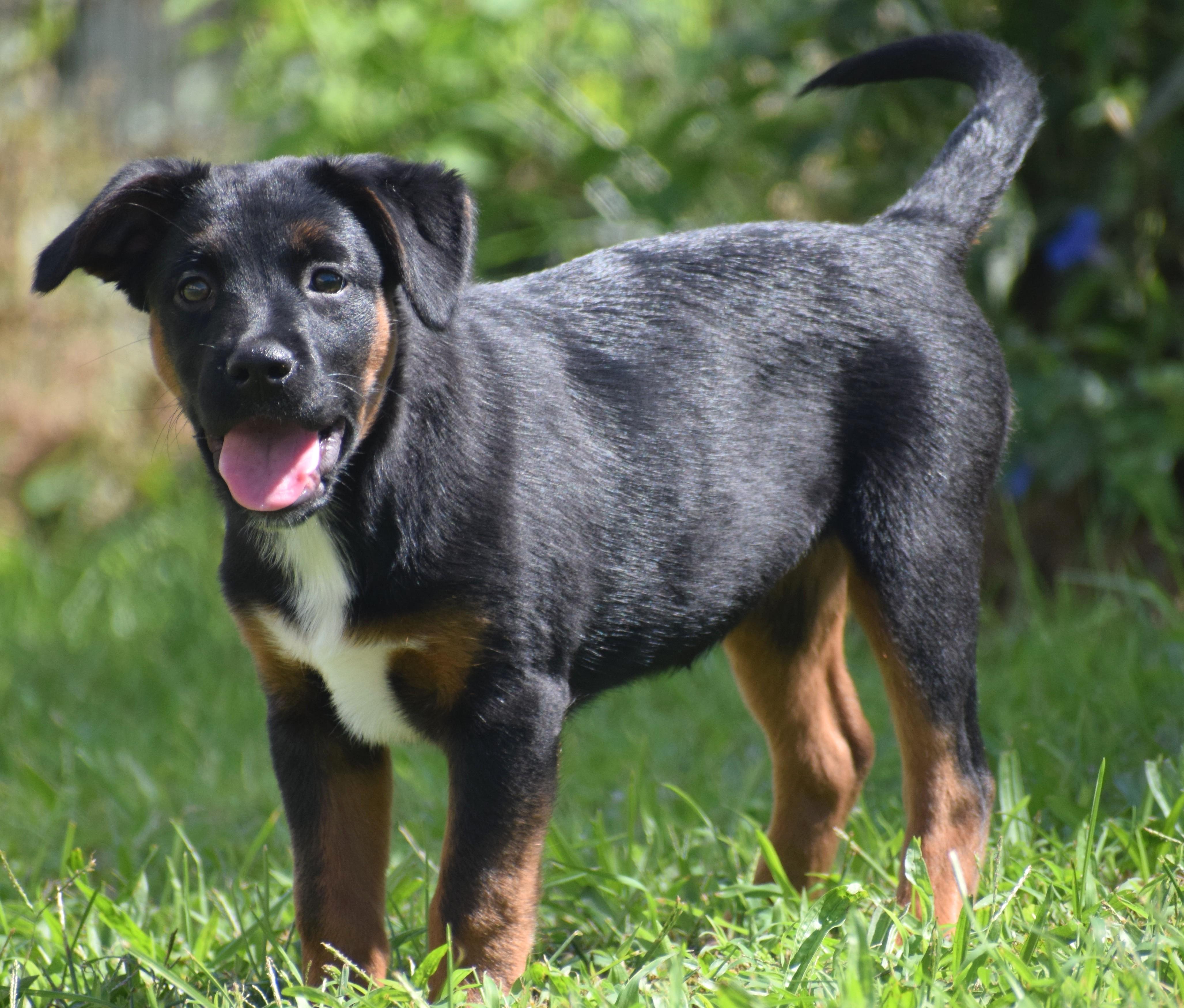 Enlarge Lenka-Available www.lhar.dog to apply, a Adoptable mixed breed in Frederick, MD image 2/6