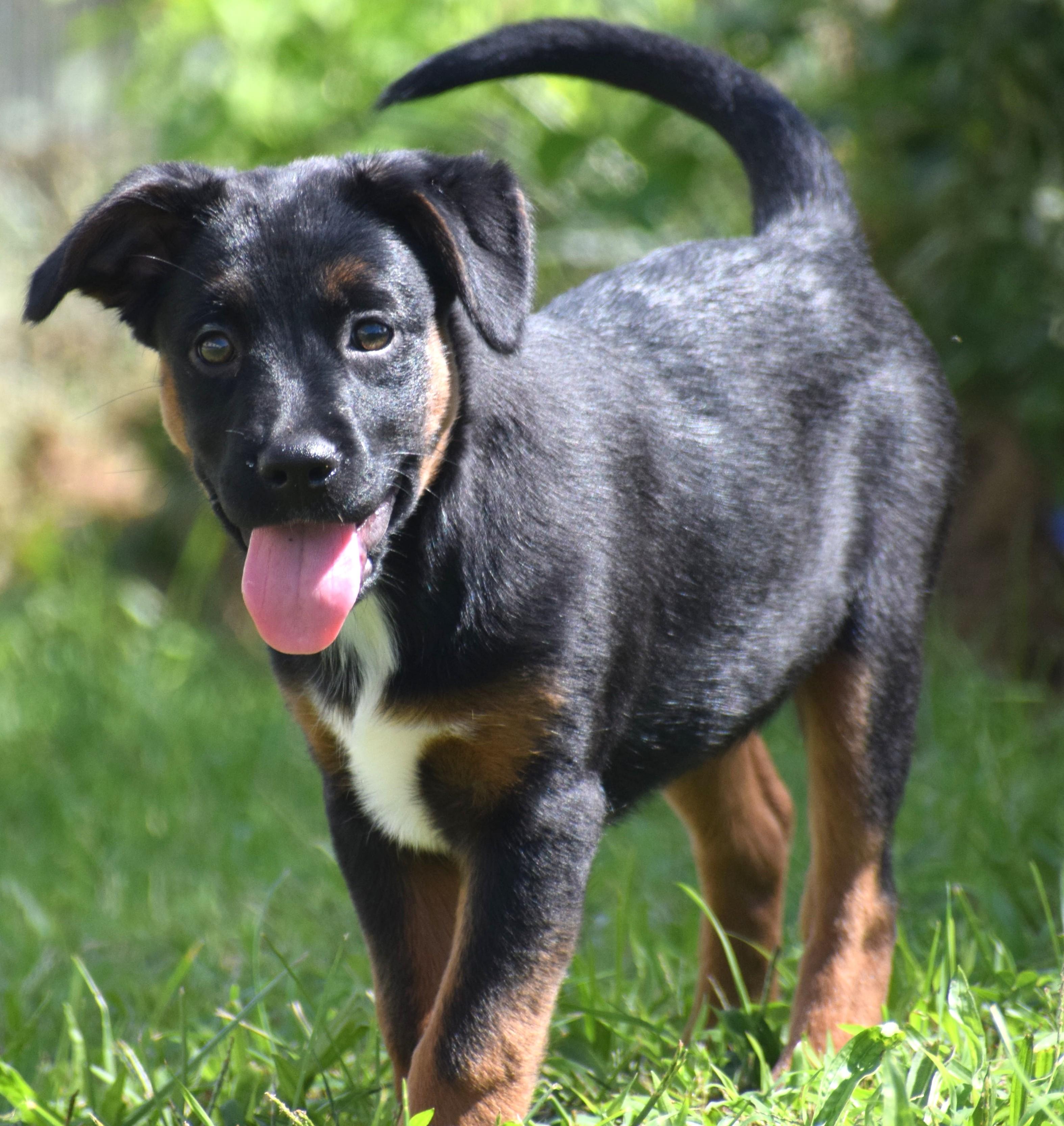 Lenka-Available www.lhar.dog to apply, Adoptable, Puppy Female Labrador Retriever.