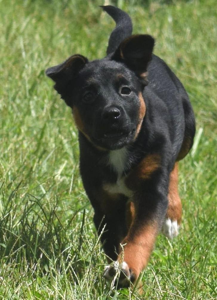 Enlarge Lenka-Available www.lhar.dog to apply, a Adoptable mixed breed in Frederick, MD image 5/6