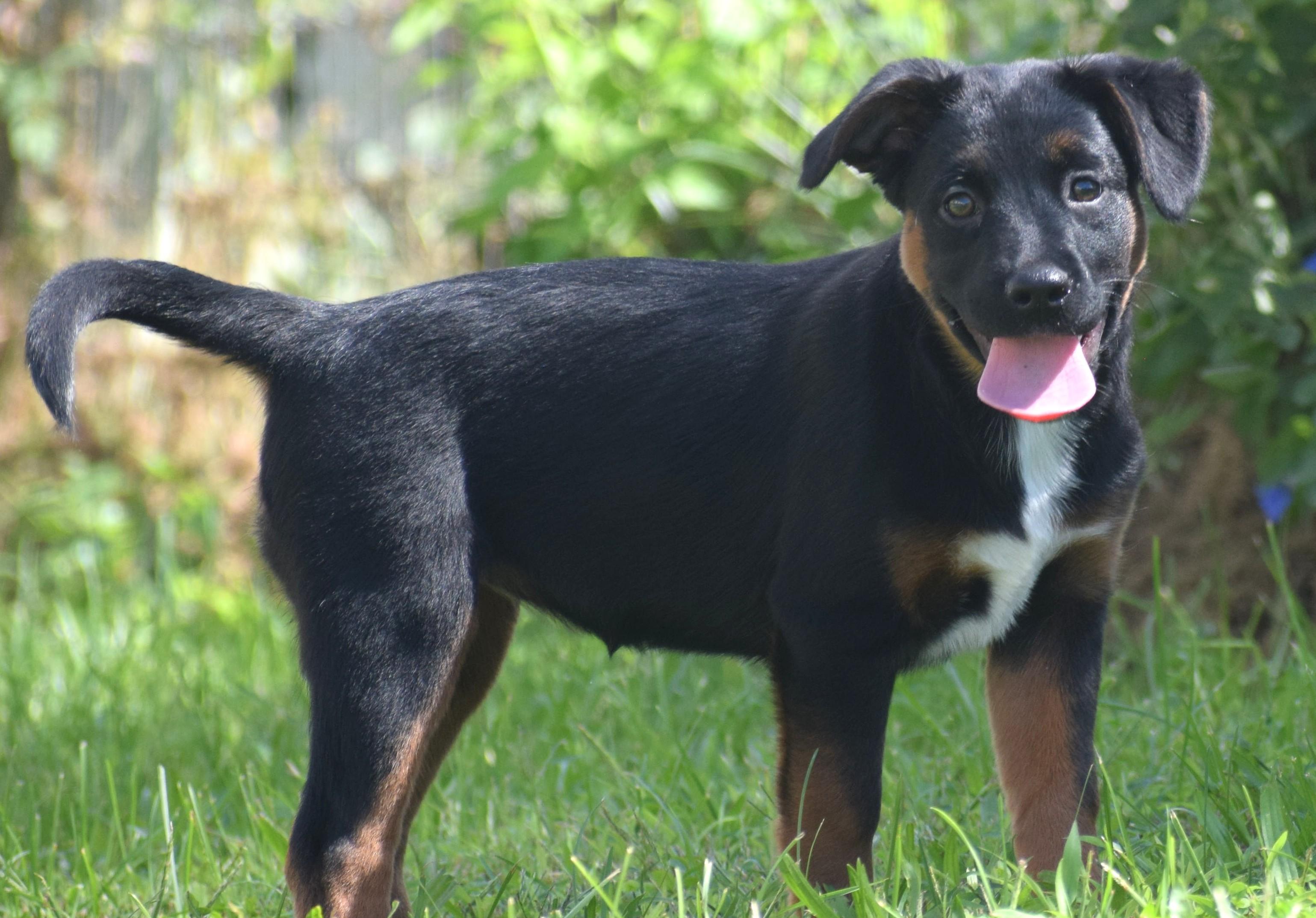 Enlarge Lenka-Available www.lhar.dog to apply, a Adoptable mixed breed in Frederick, MD image 4/6