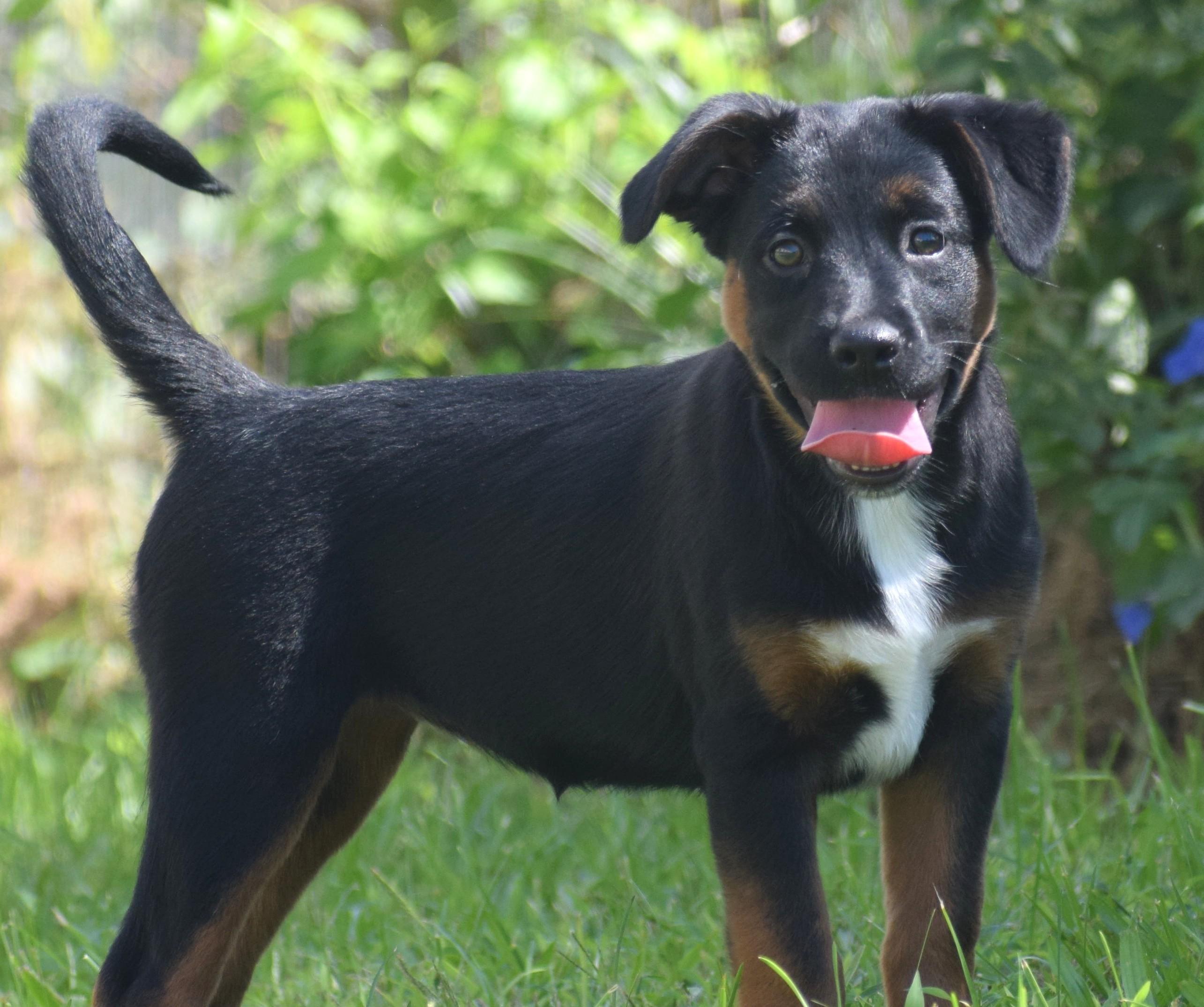 Enlarge Lenka-Available www.lhar.dog to apply, a Adoptable mixed breed in Frederick, MD image 6/6
