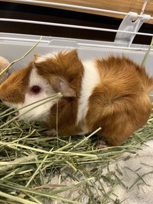 Enlarge Gannon, a Adoptable mixed breed in Palm Coast, FL image 1/1