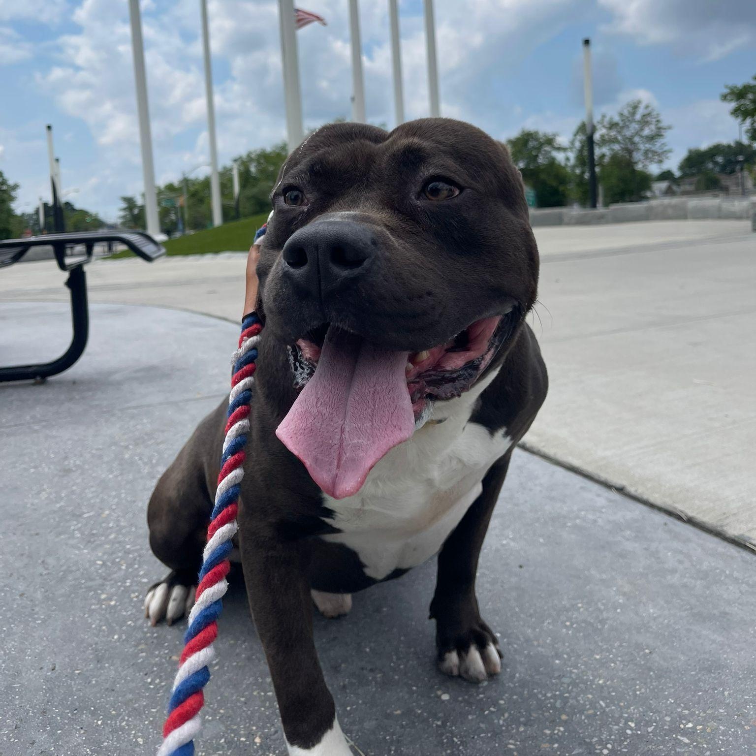 PHAT BOY (ELIZABETH ANIMAL SHELTER), a Adoptable American Bully in Staten Island, NY image 1/4