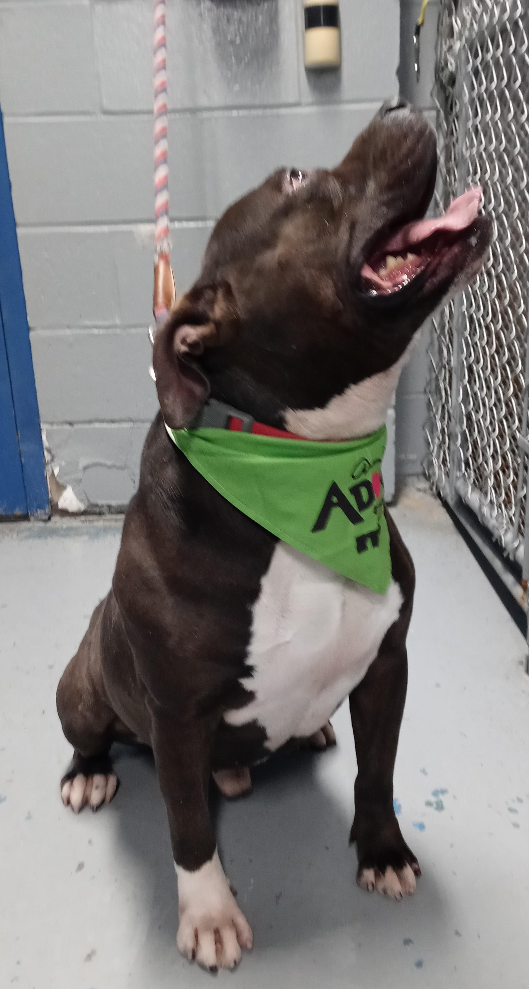 PHAT BOY (ELIZABETH ANIMAL SHELTER), a Adoptable American Bully in Staten Island, NY image 3/4