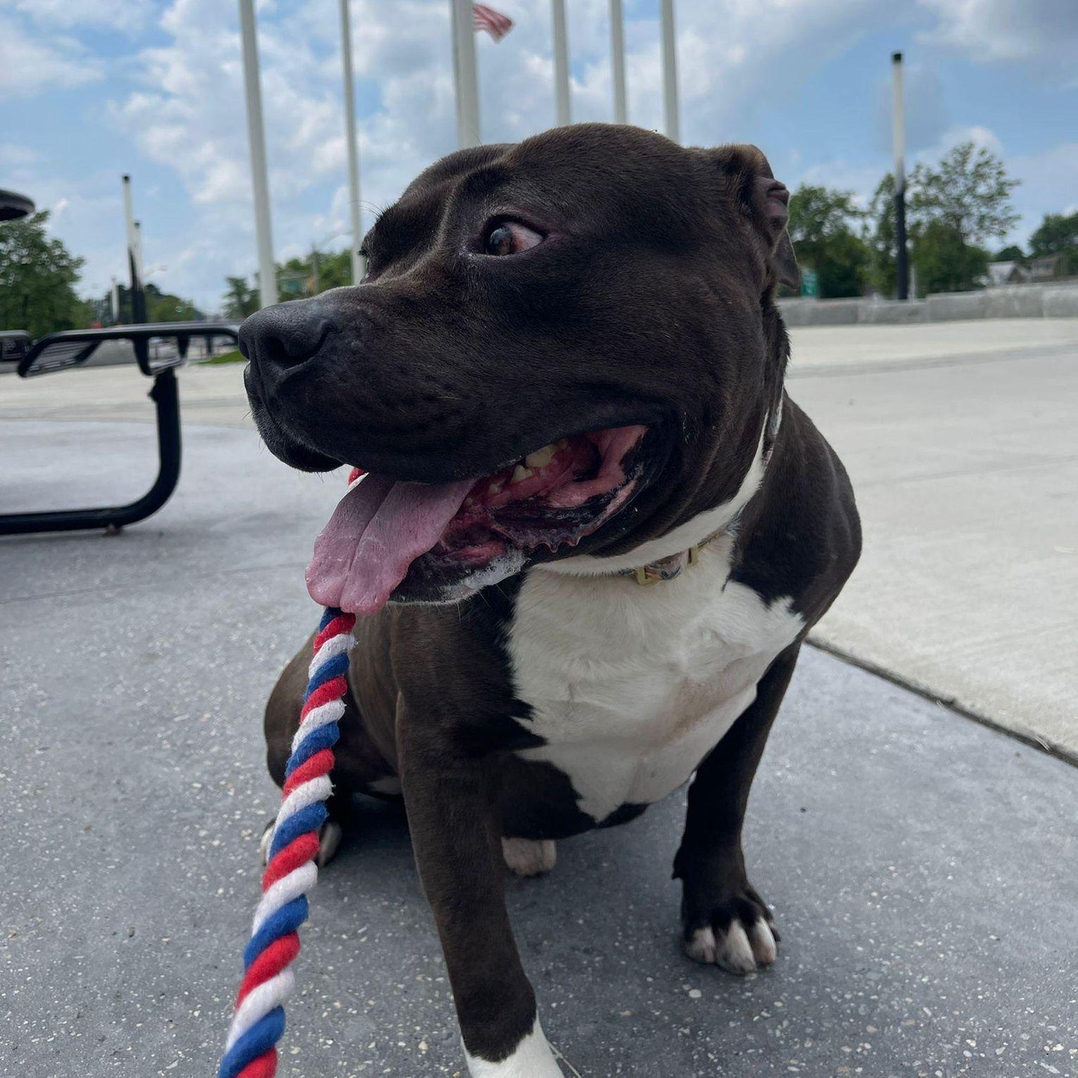 PHAT BOY (ELIZABETH ANIMAL SHELTER), a Adoptable American Bully in Staten Island, NY image 4/4