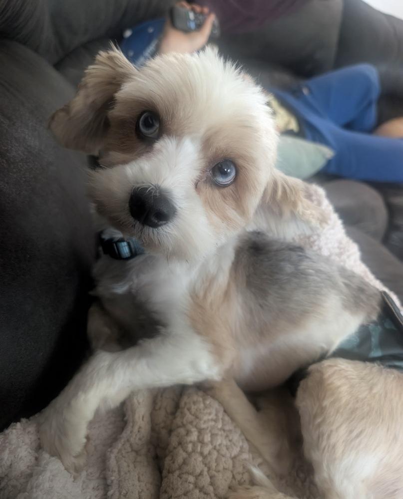 Wallace, a Adoptable mixed breed in Cheektowaga, NY image 2/2