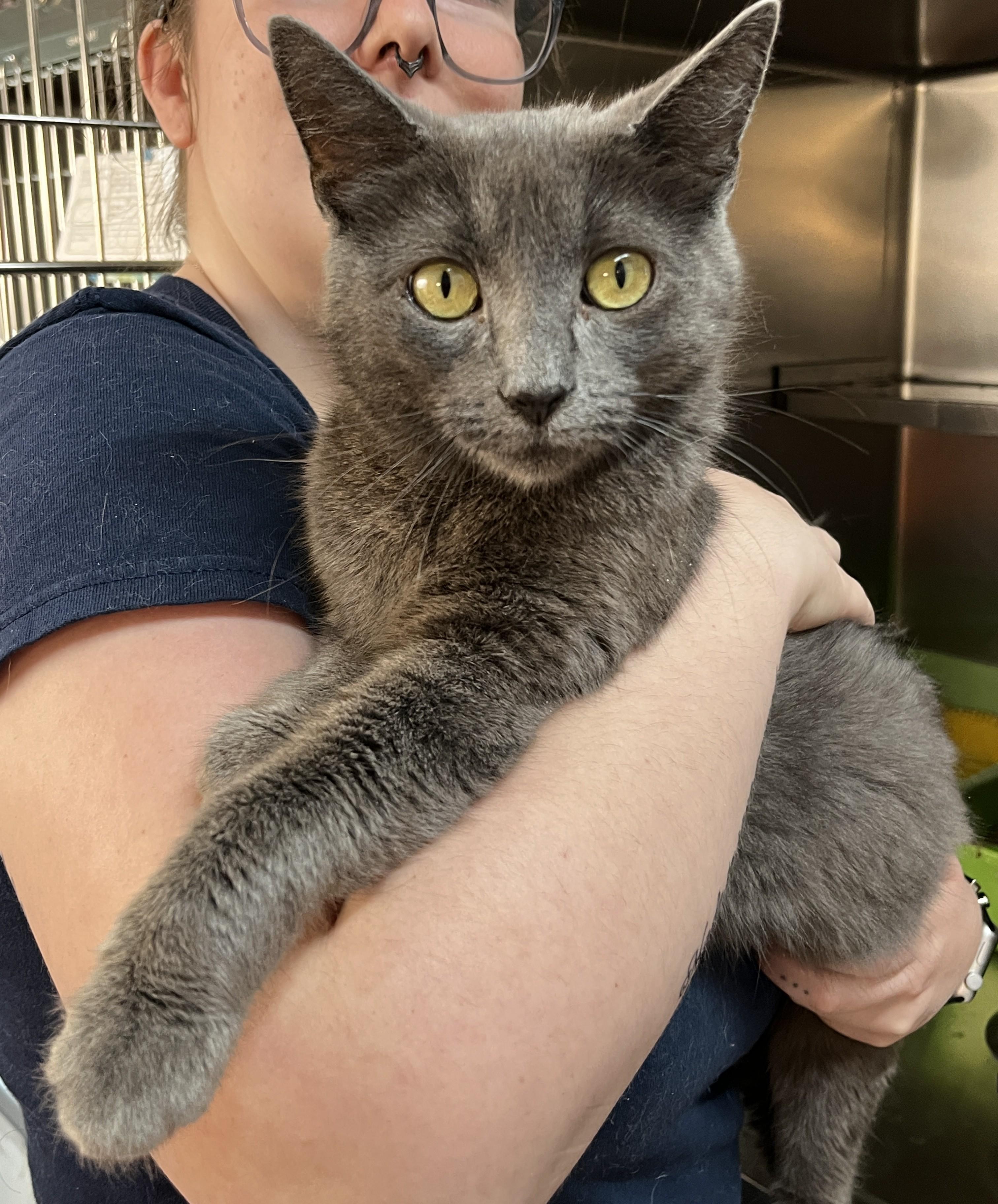 AVA (CR/SC), an adoptable Domestic Short Hair, Chartreux in Sainte-Angele-de-Monnoir, QC, J0L 1P0 | Photo Image 1