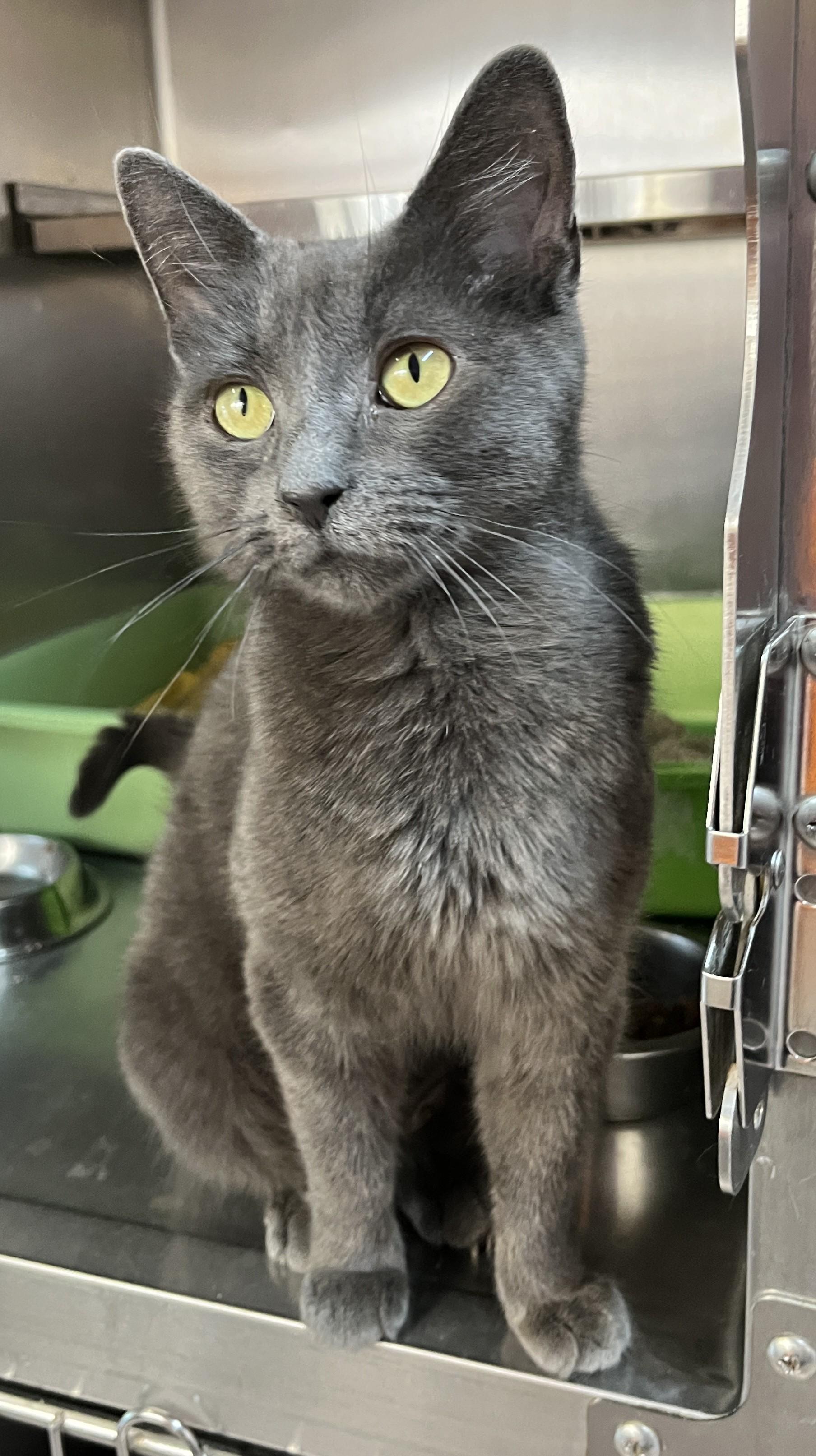 AVA (CR/SC), an adoptable Domestic Short Hair, Chartreux in Sainte-Angele-de-Monnoir, QC, J0L 1P0 | Photo Image 2