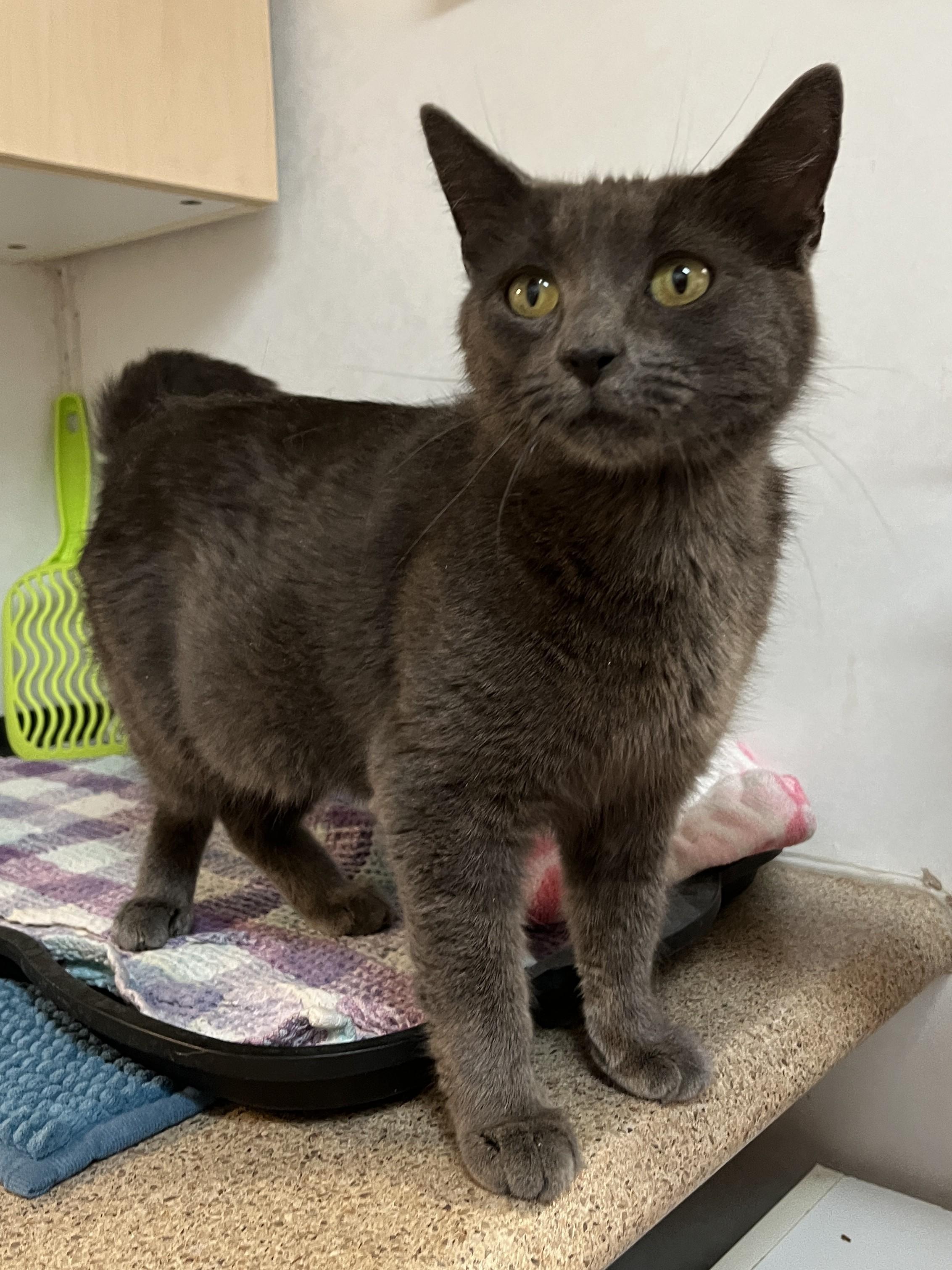 AVA (CR/SC), an adoptable Domestic Short Hair, Chartreux in Sainte-Angele-de-Monnoir, QC, J0L 1P0 | Photo Image 4