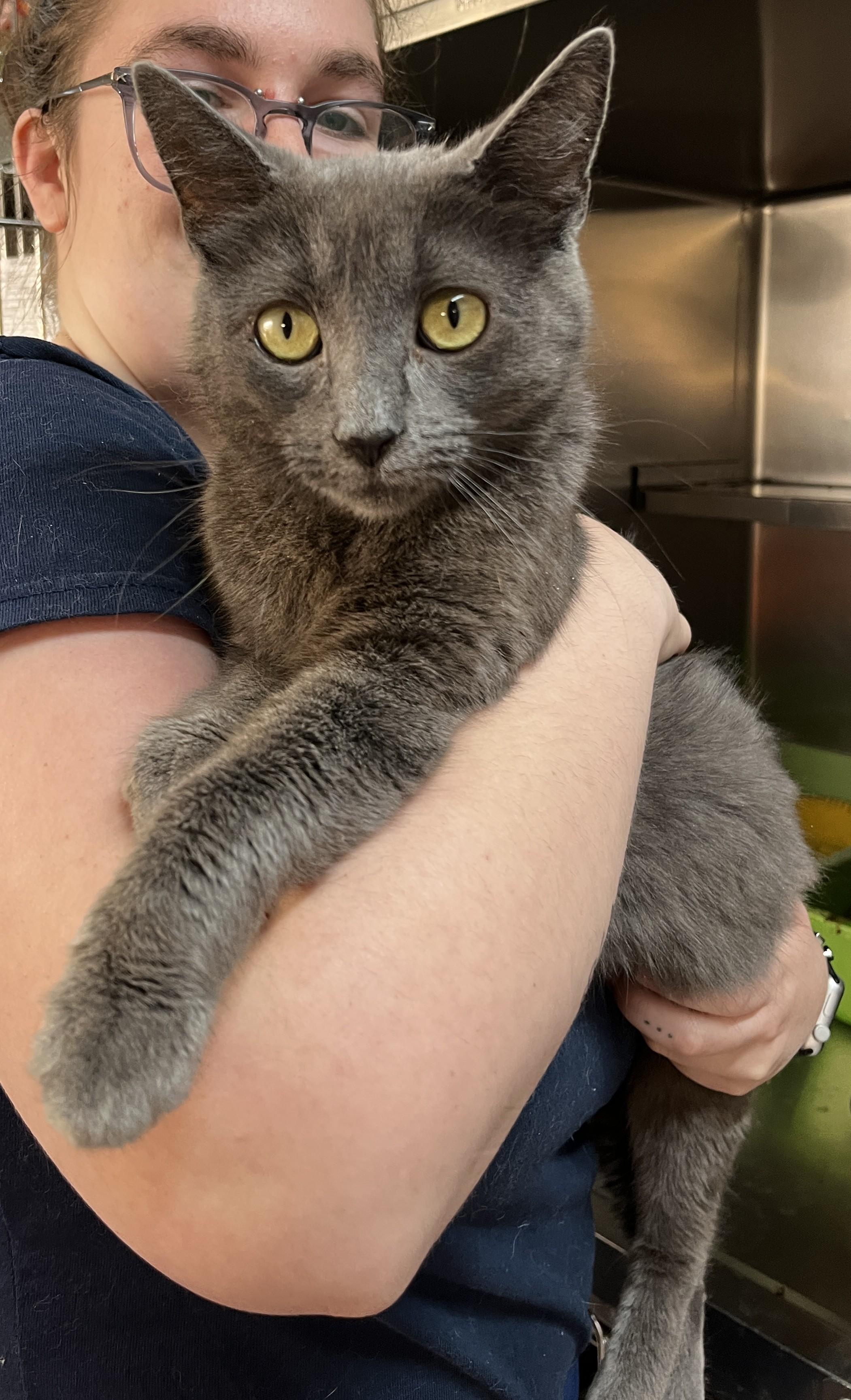 AVA (CR/SC), an adoptable Domestic Short Hair, Chartreux in Sainte-Angele-de-Monnoir, QC, J0L 1P0 | Photo Image 5