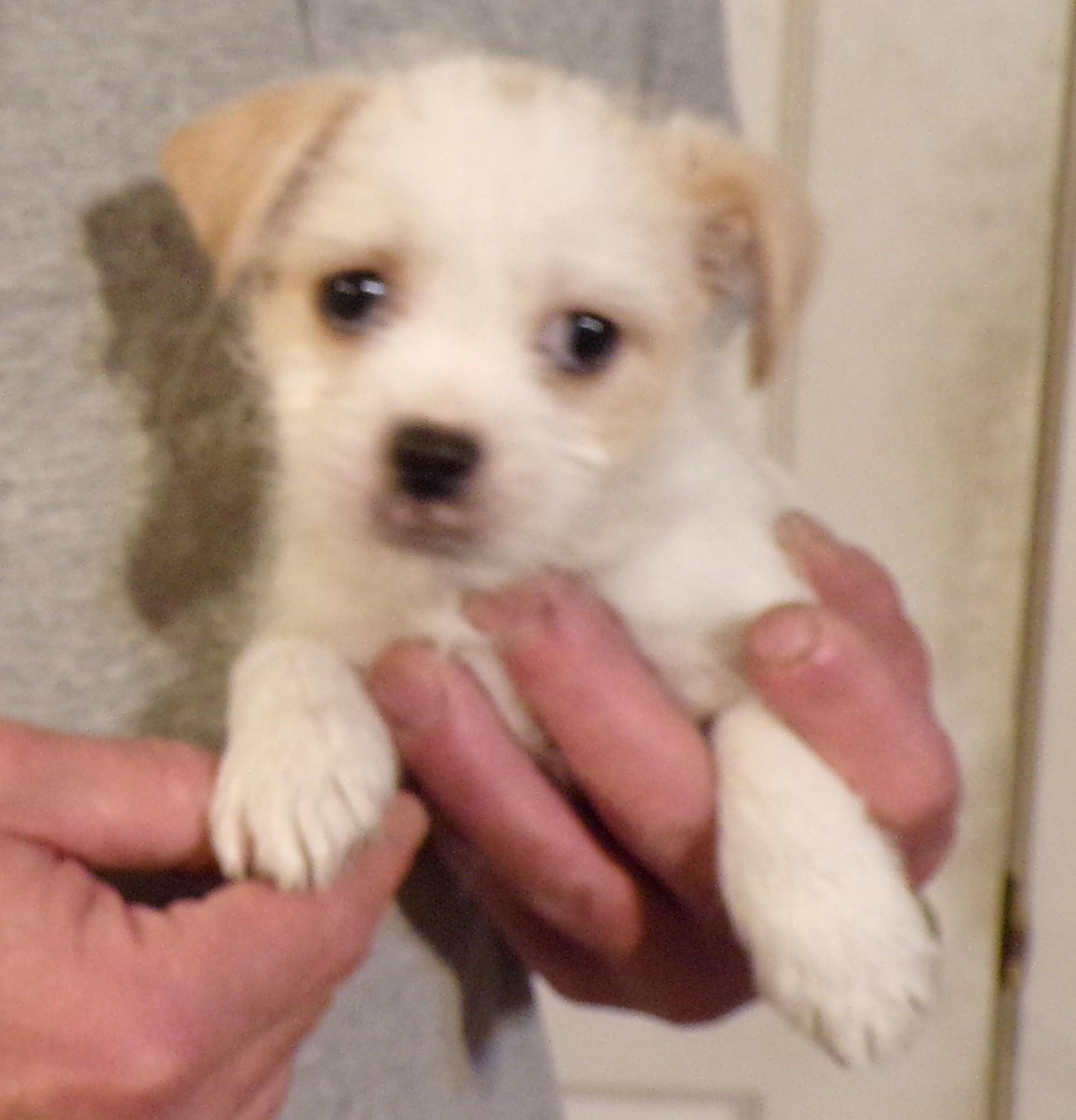 SUGAR, adopted, Puppy Female Chihuahua & Maltese.