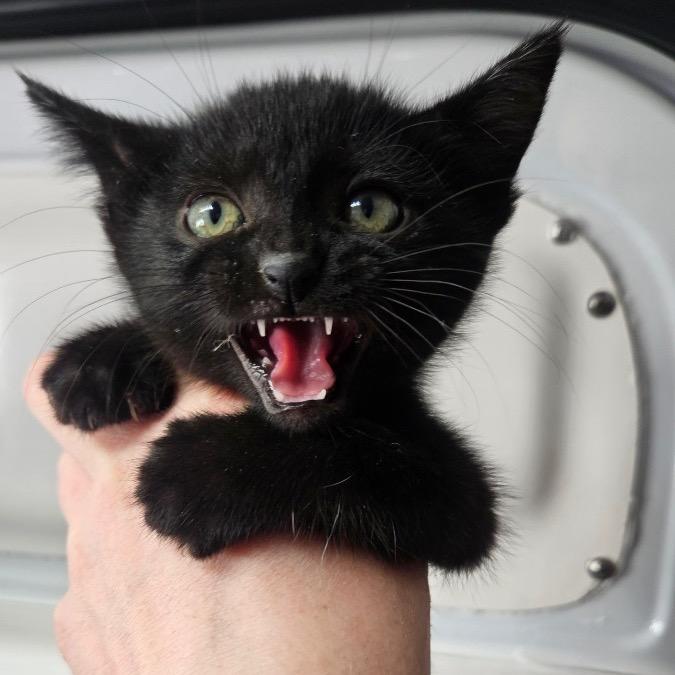 Ceramic, Adoptable, Kitten Female Domestic Short Hair.