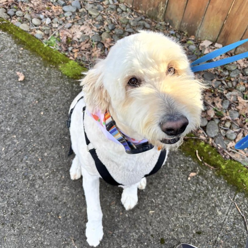 Enlarge ZINNIA-OREGON, an adopted Goldendoodle in PORTLAND, OR image 5/6