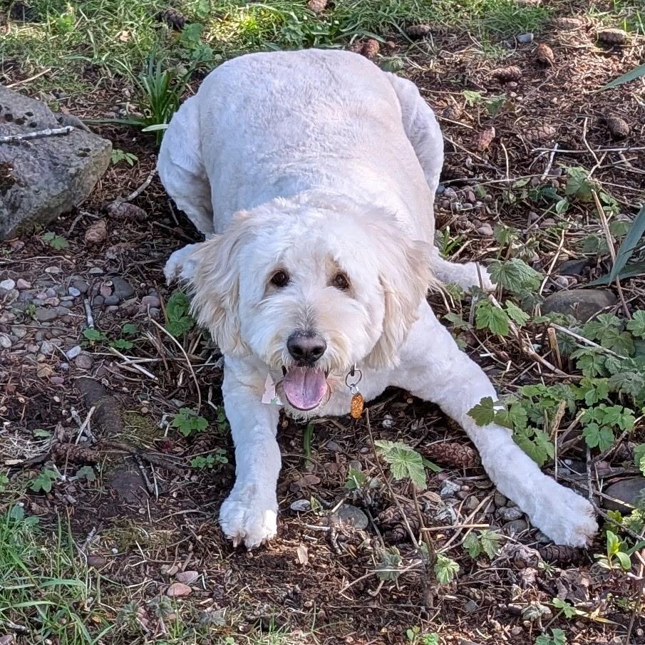 Enlarge ZINNIA-OREGON, an adopted Goldendoodle in PORTLAND, OR image 4/6