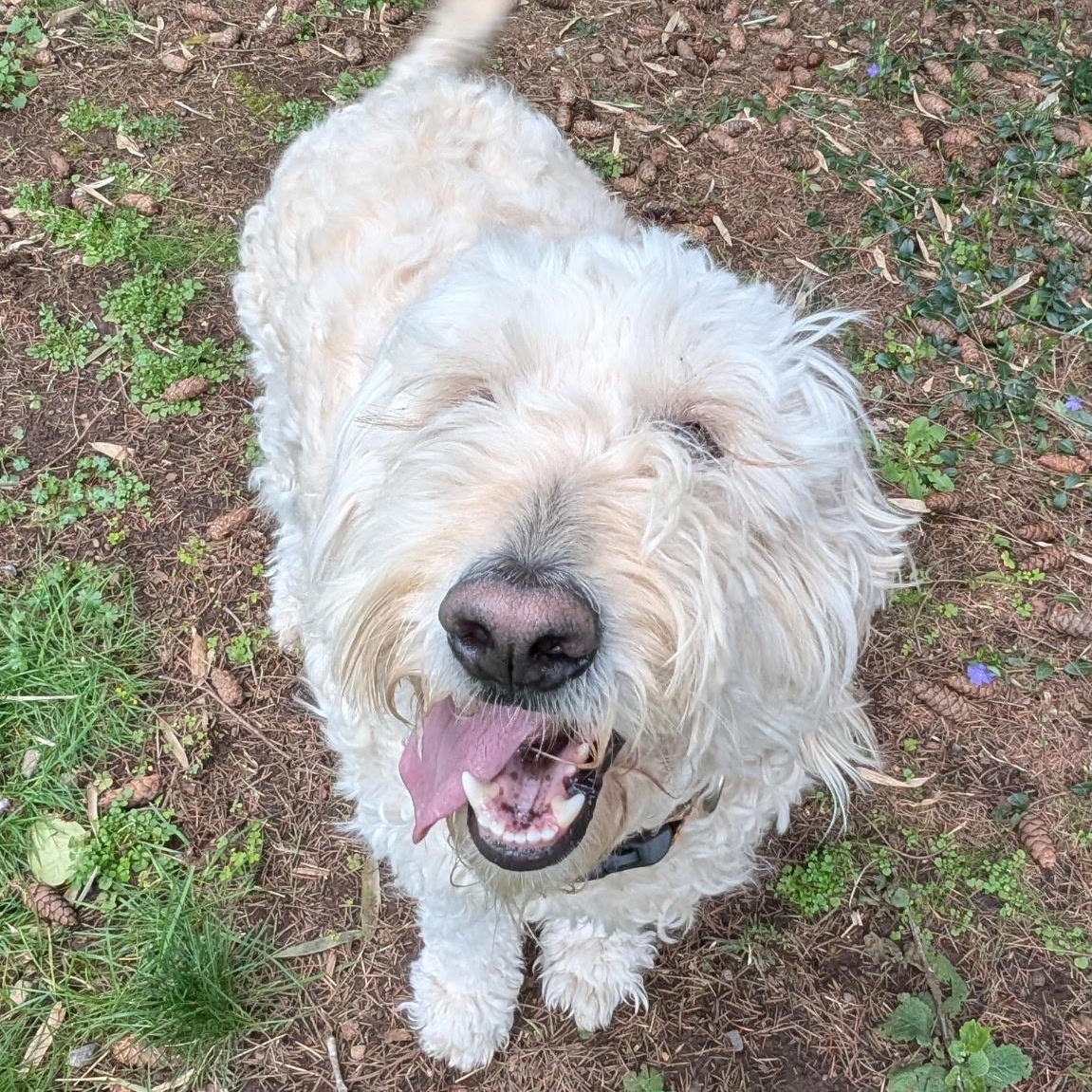 Enlarge ZINNIA-OREGON, an adopted Goldendoodle in PORTLAND, OR image 2/6