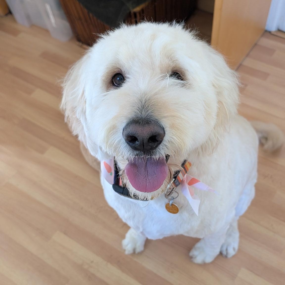 ZINNIA-OREGON, adopted, Adult Female Goldendoodle.