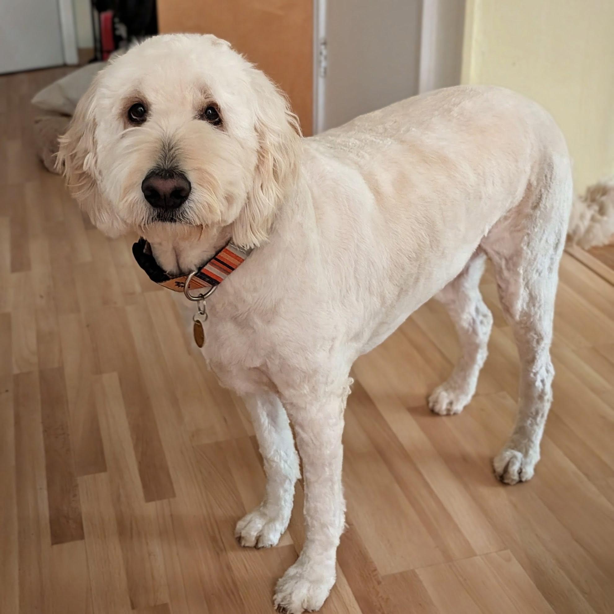 Enlarge ZINNIA-OREGON, an adopted Goldendoodle in PORTLAND, OR image 3/6