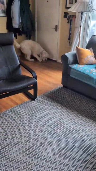 Enlarge ZINNIA-OREGON, an adopted Goldendoodle in PORTLAND, OR video 6/6