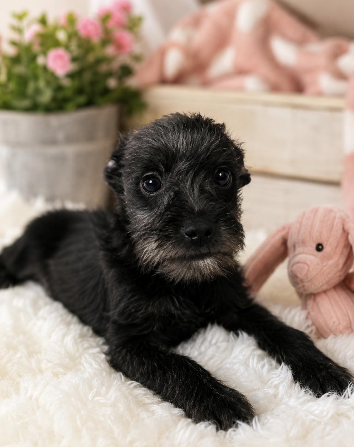 Miniature Schnauzers for Adoption in Quinton, Virginia | Petfinder