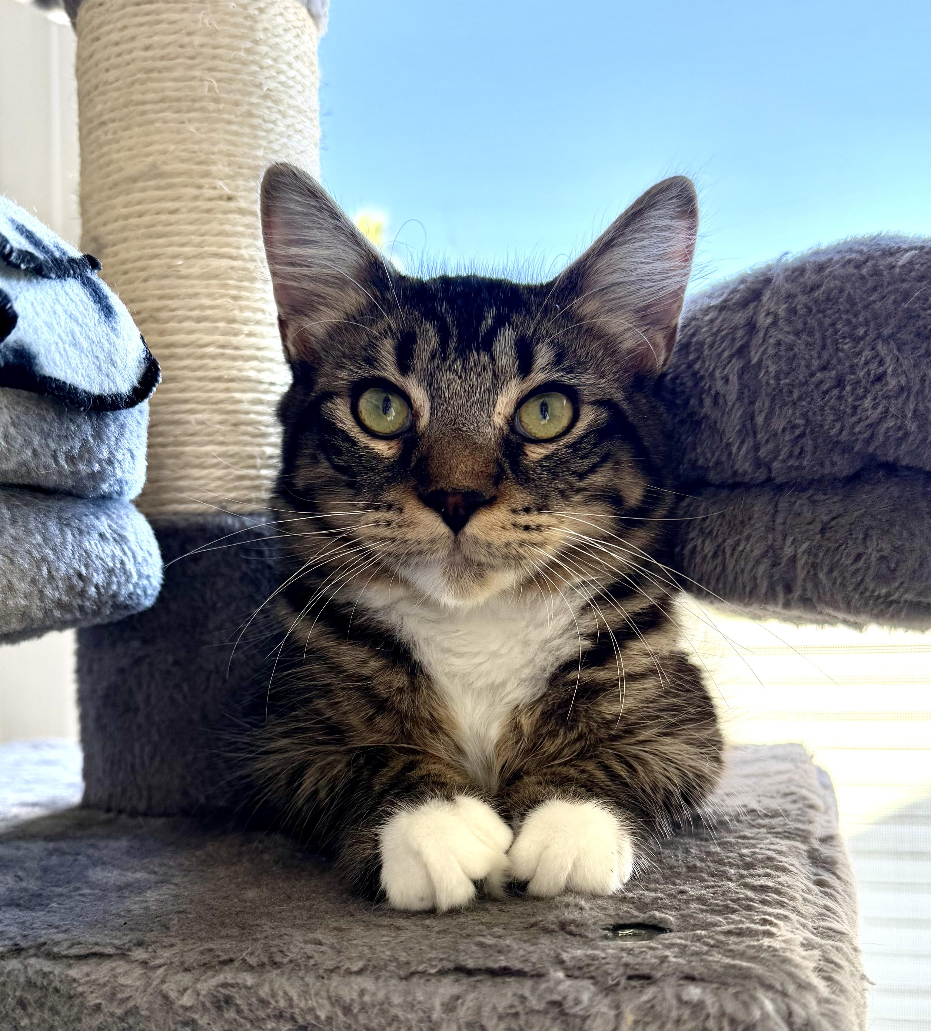 Enlarge Benny, a Adopted Domestic Medium Hair in Copley, OH image 3/3