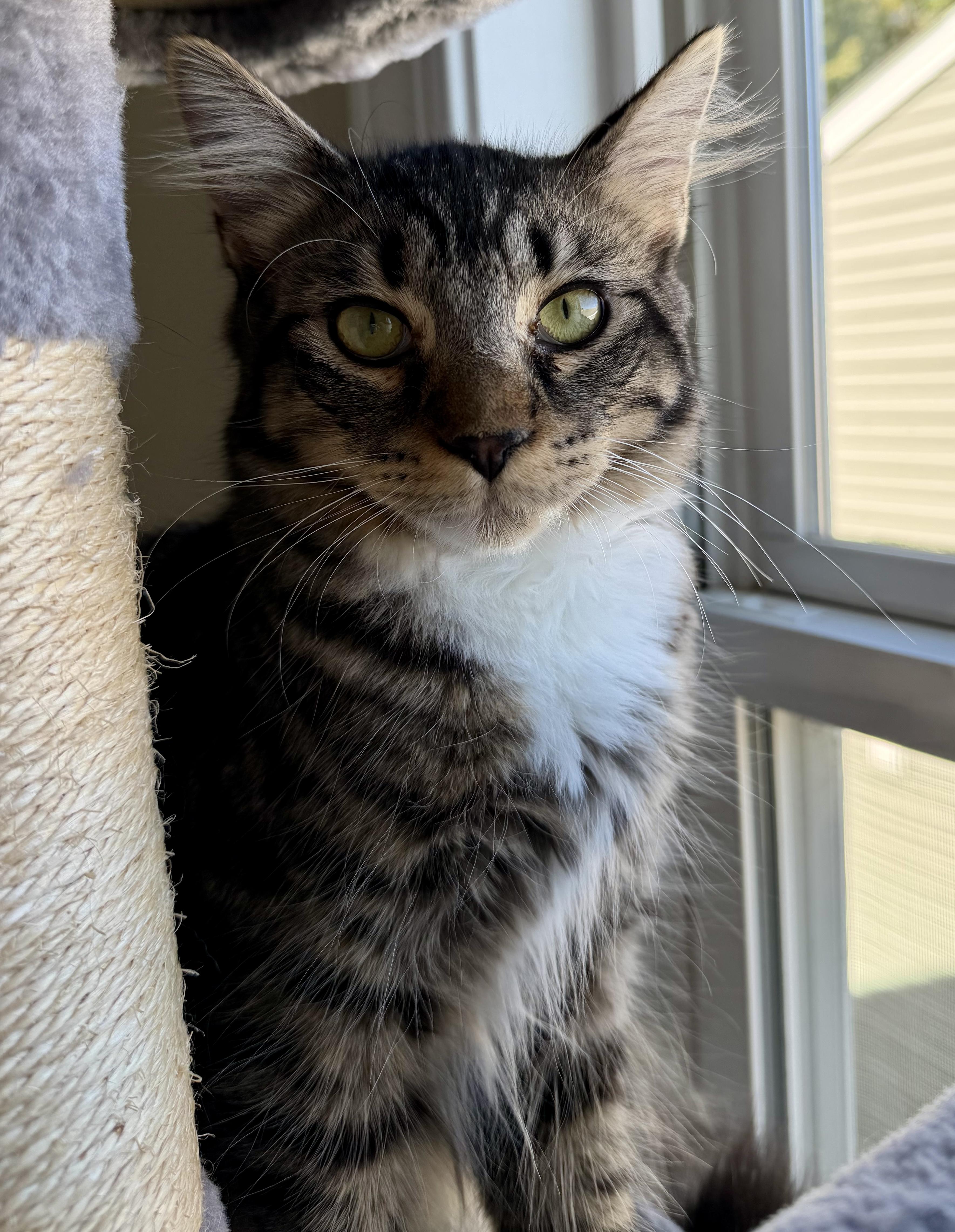 Benny, Adopted, Kitten Male Domestic Medium Hair.