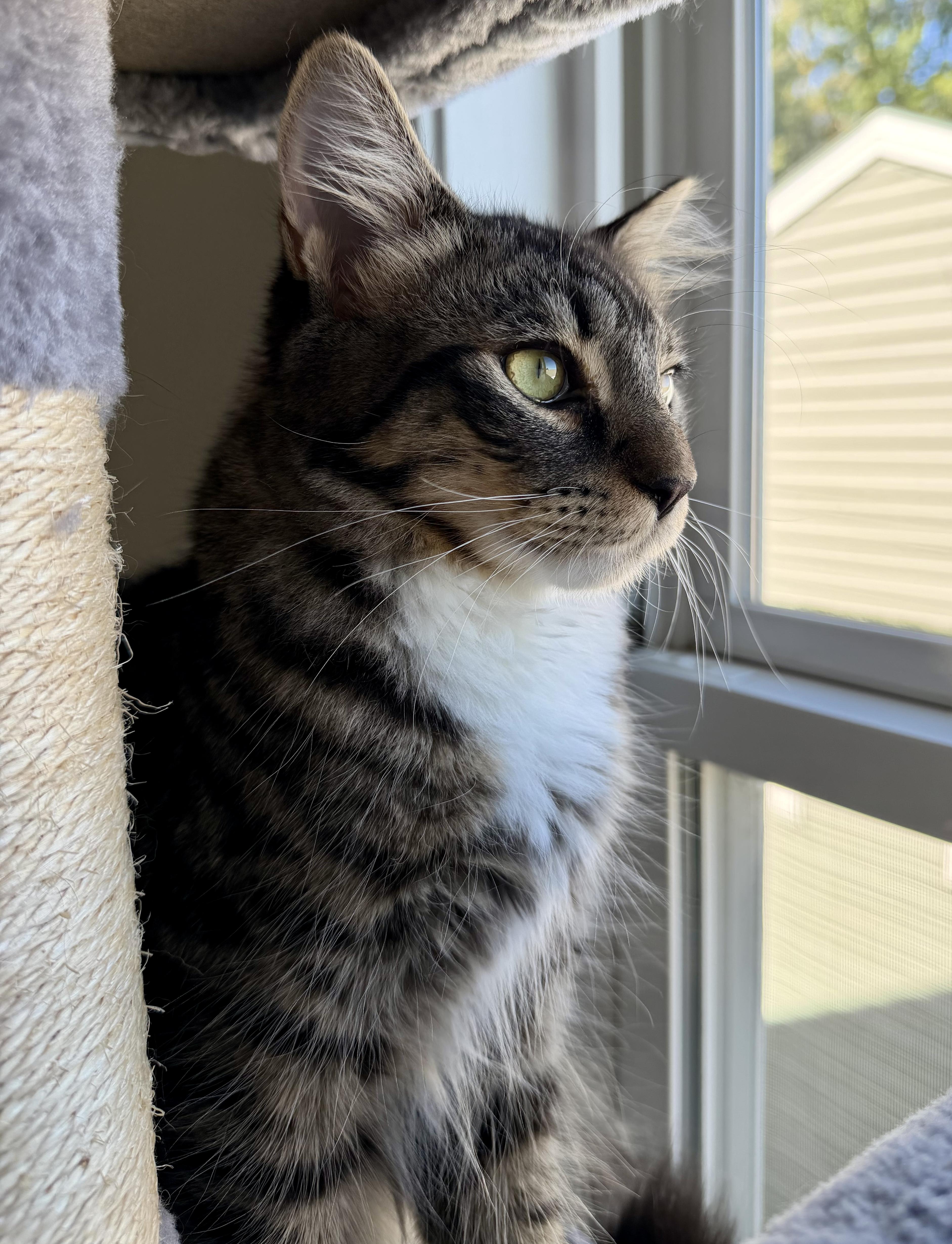 Enlarge Benny, a Adopted Domestic Medium Hair in Copley, OH image 2/3