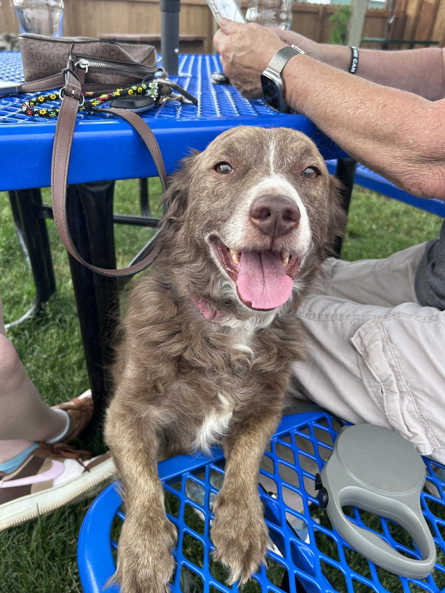 Basil, a Adopted Terrier in Polson, MT image 1/2